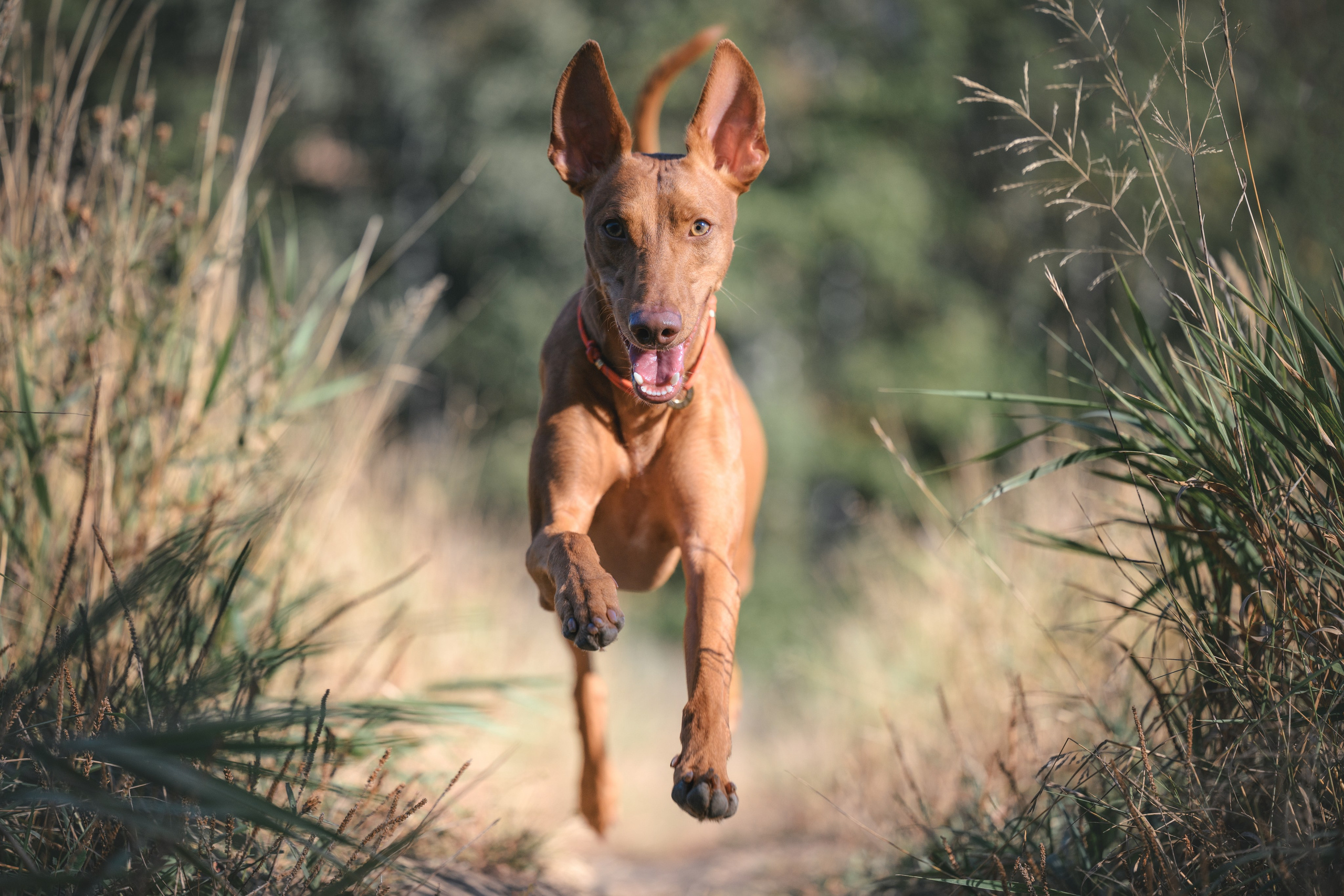 Чирнеко. Лесная прогулка. Фотограф Анималист в Москве Анастасия Жучкова