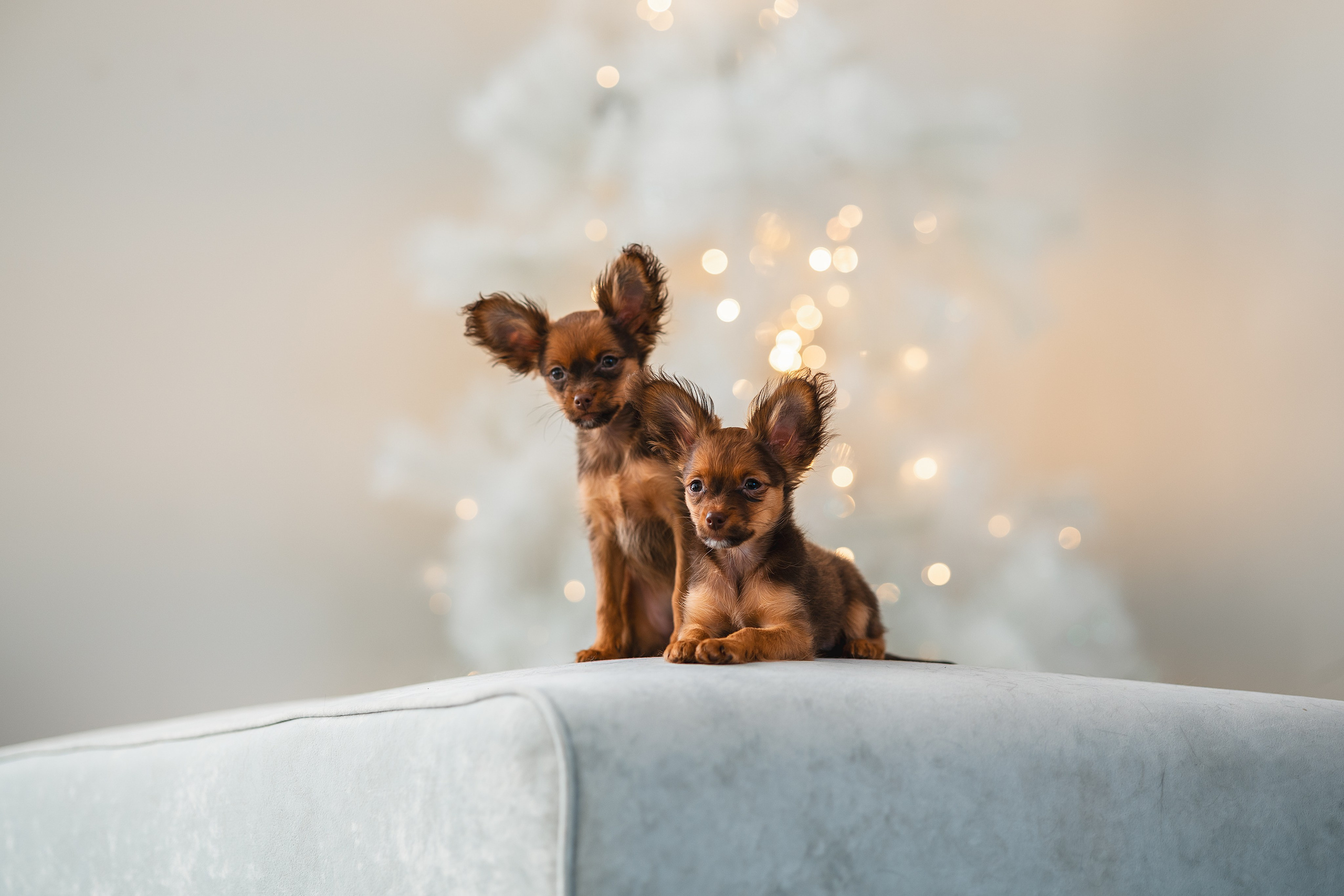Малыши Той Терьер. Фотограф Анималист в Москве Анастасия Жучкова