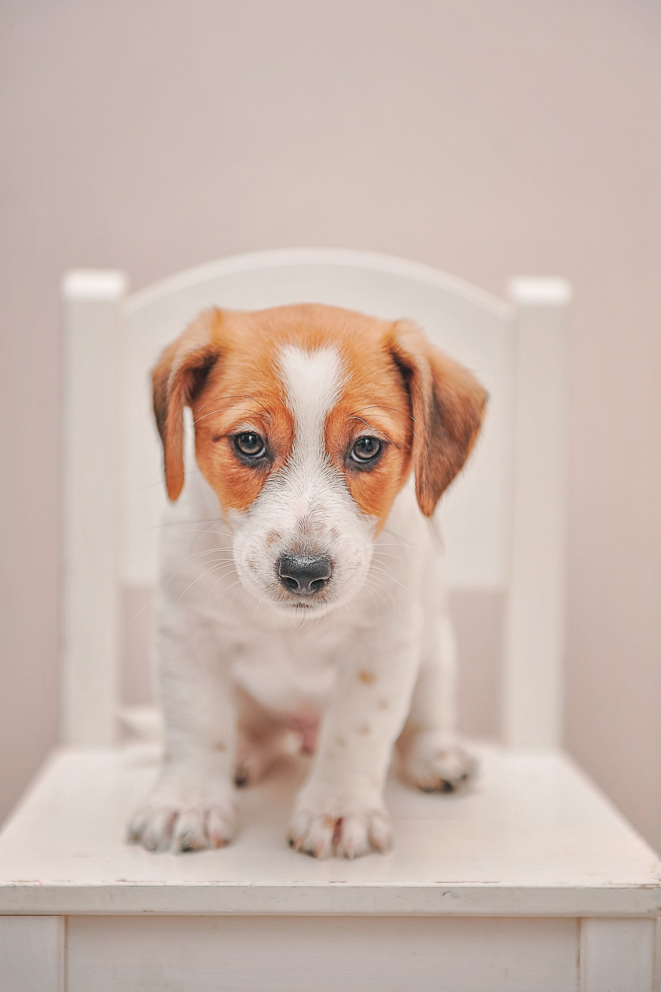 Фотосессия животных в Ижевских, фотограф животных. Детский, семейный фотограф в Ижевске и Москве Аксинья Лысенкова ADEN