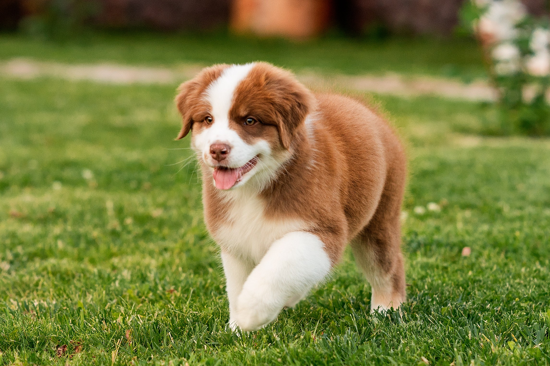 Заводчик Елизавета Степанова. Творческий фотограф Вологда