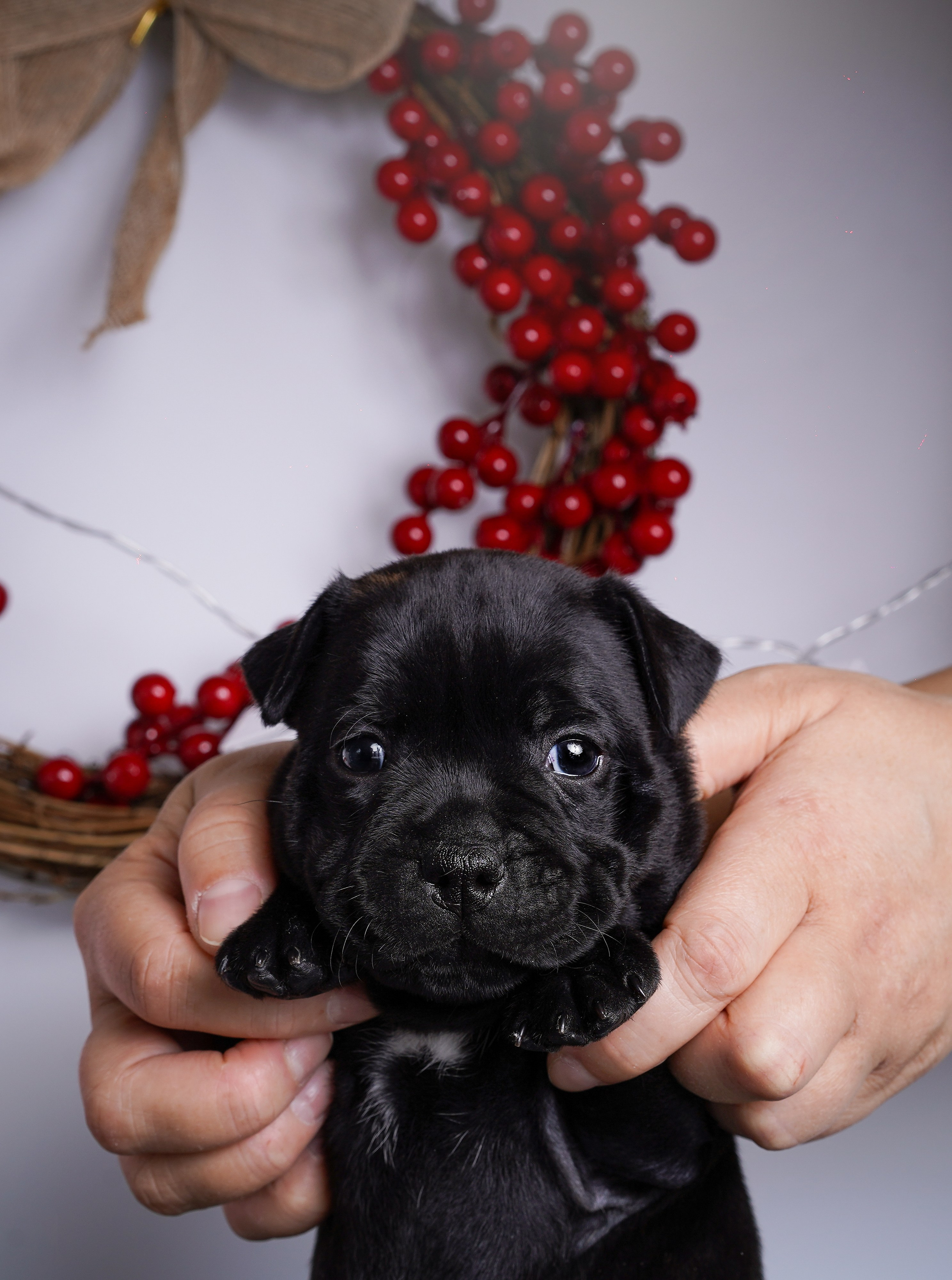 Щенки стаффи. Фотограф-анималист в Санкт-Петербурге Яна Мартынова
