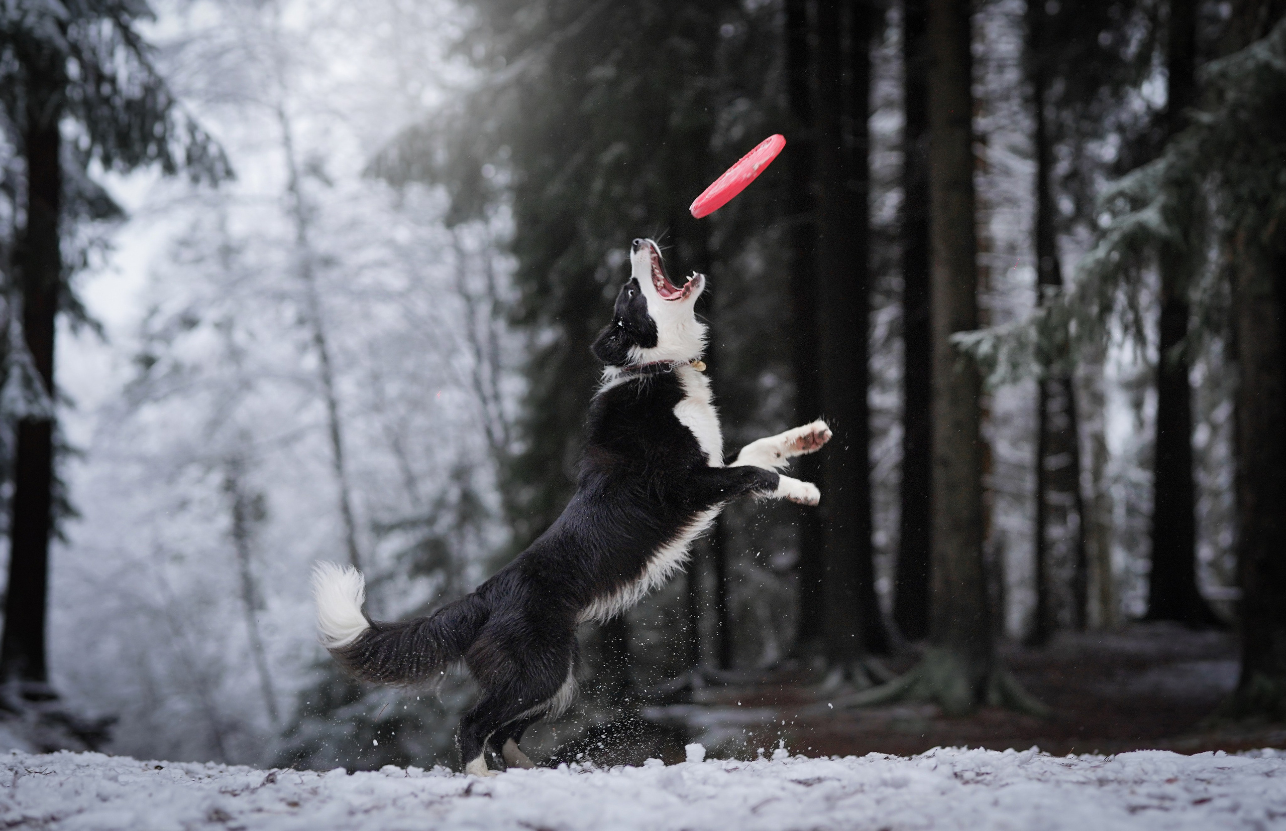 Юлия и Груша. Фотограф-анималист в Санкт-Петербурге Яна Мартынова