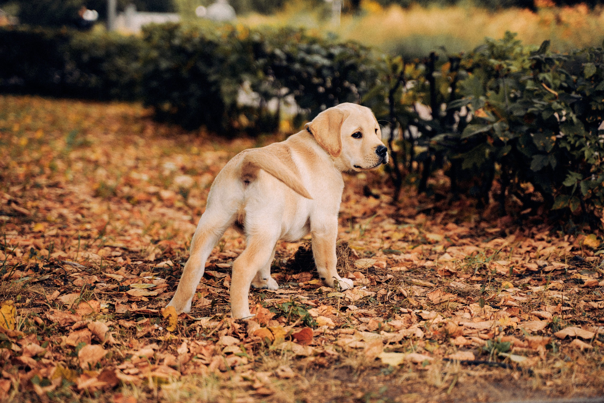 Золотой малыш. Фотограф-анималист, портретный фотограф в Чебоксарах Мария Садыкова