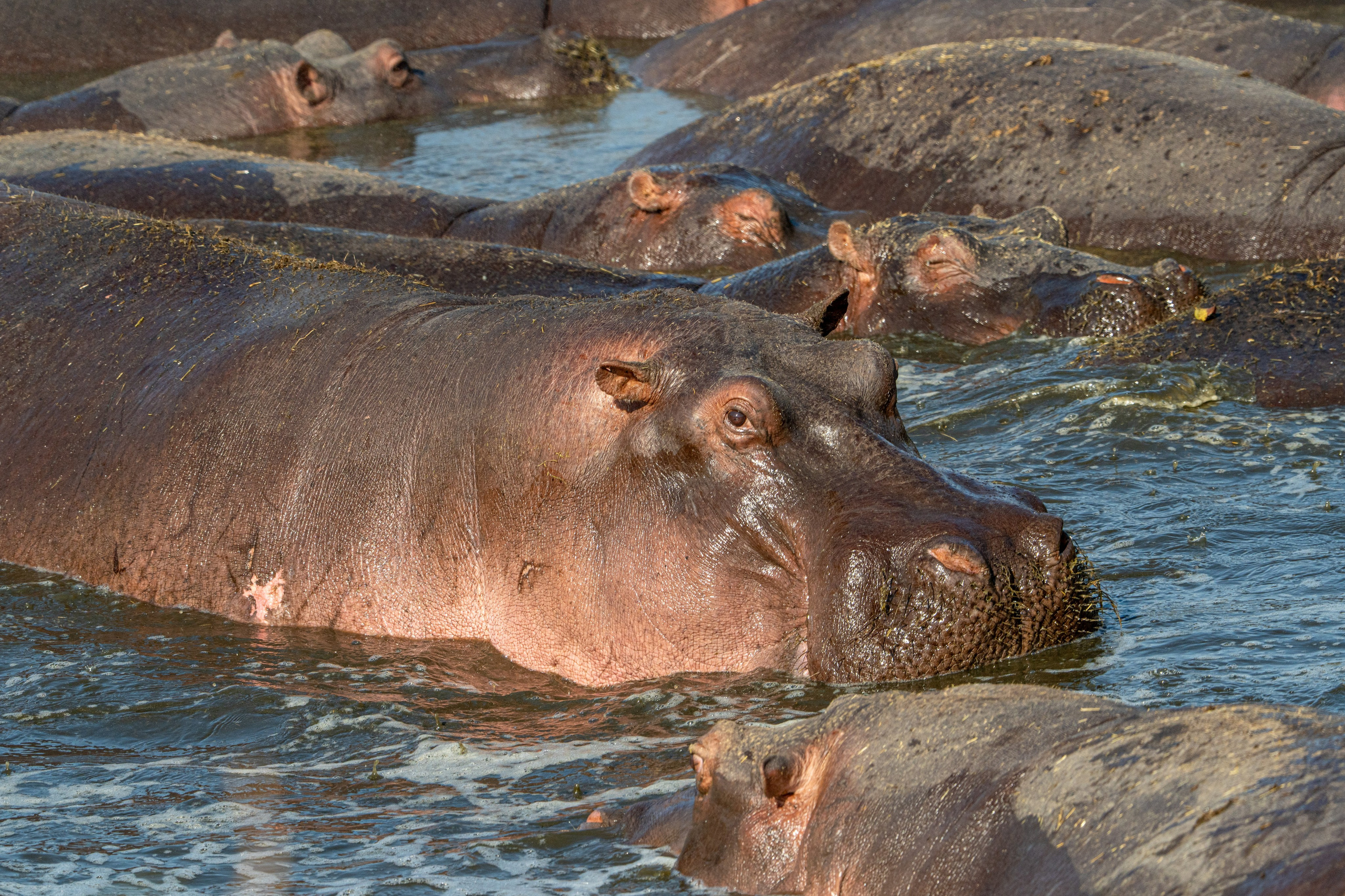 Танзания, сафари, 2025. Творческие сьемки