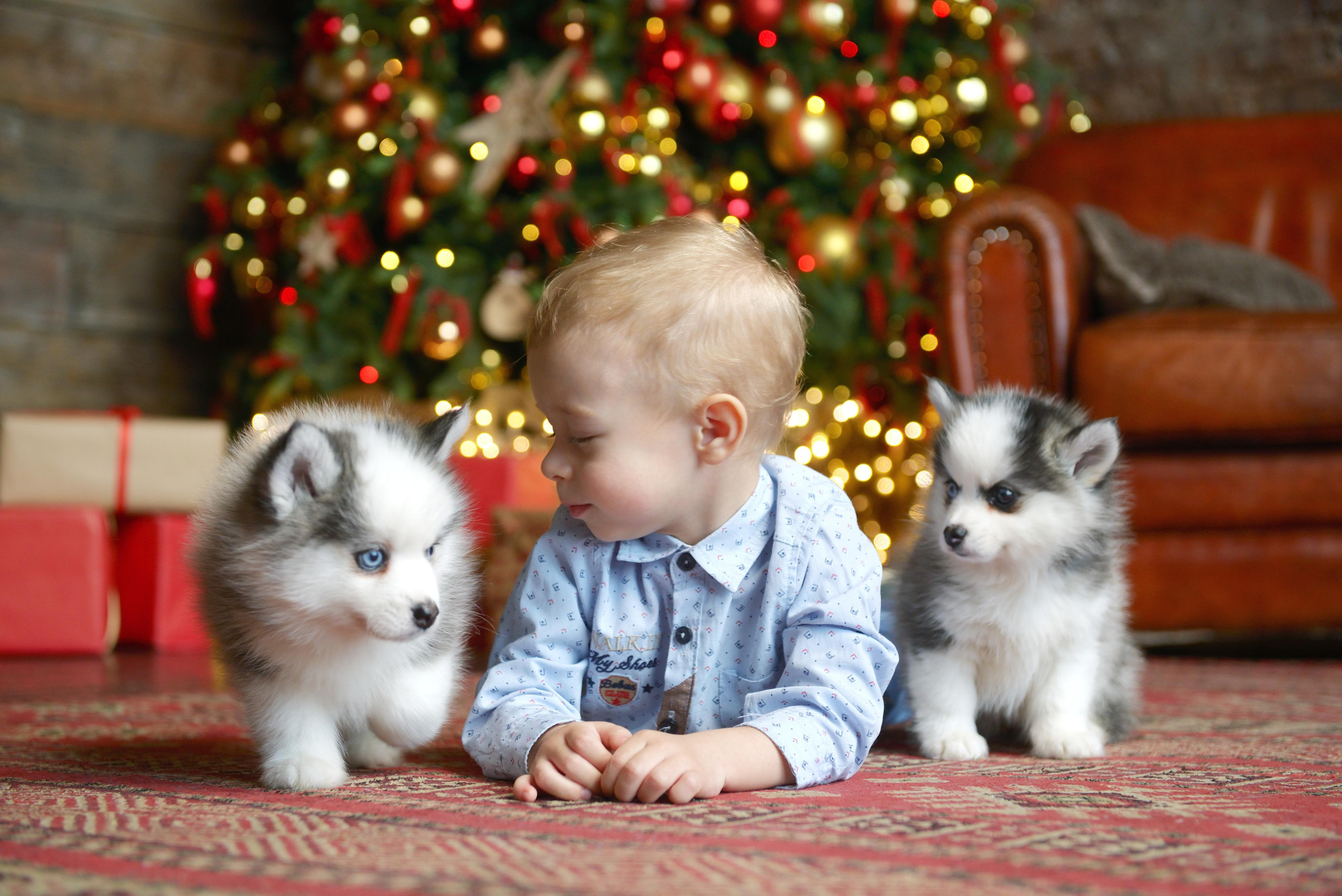 Фотосессии с животными. Предметный фотограф Санкт-Петербург