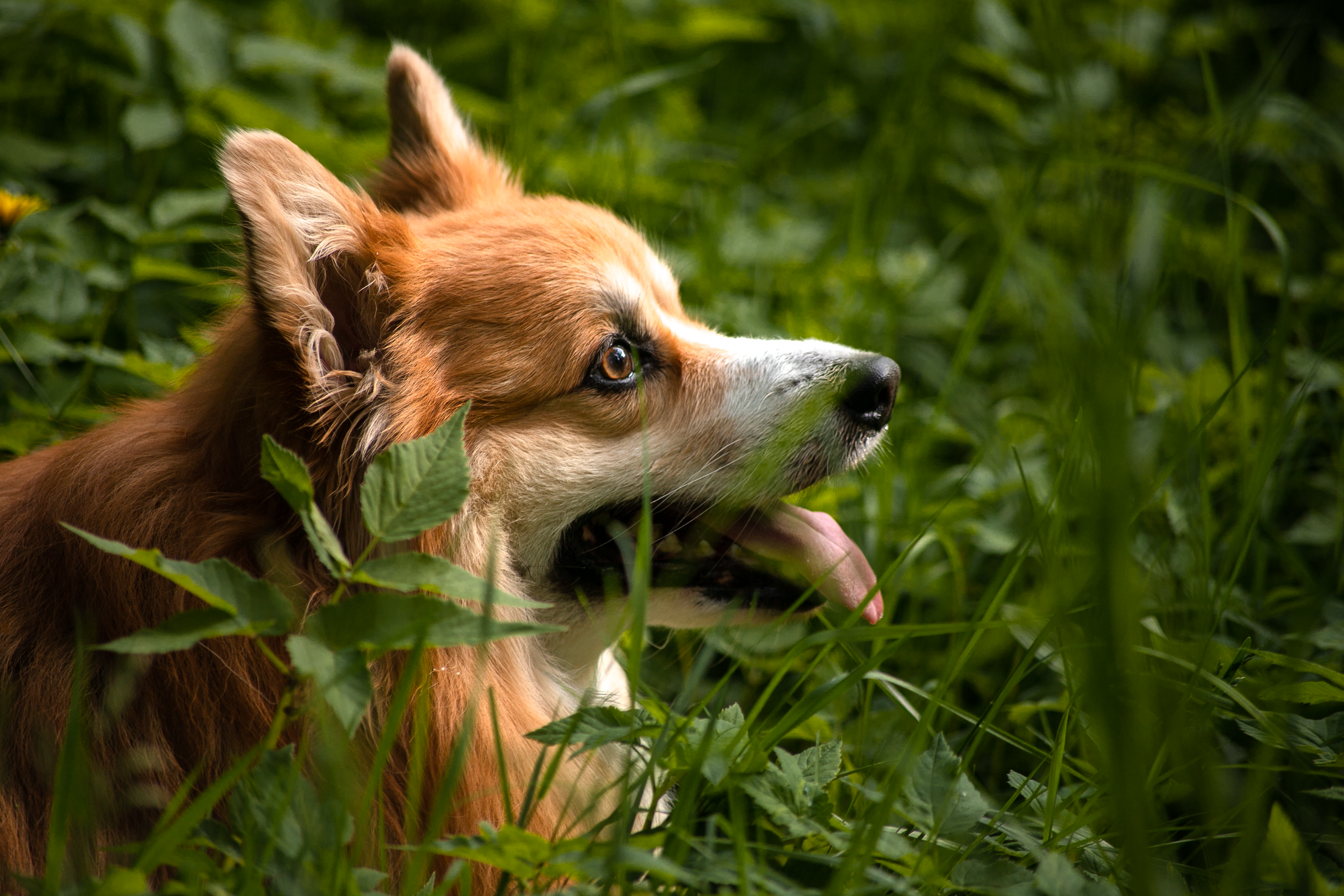 Фотосессия корги. Художественный фотограф в Санкт-Петербурге Елизавета Чева