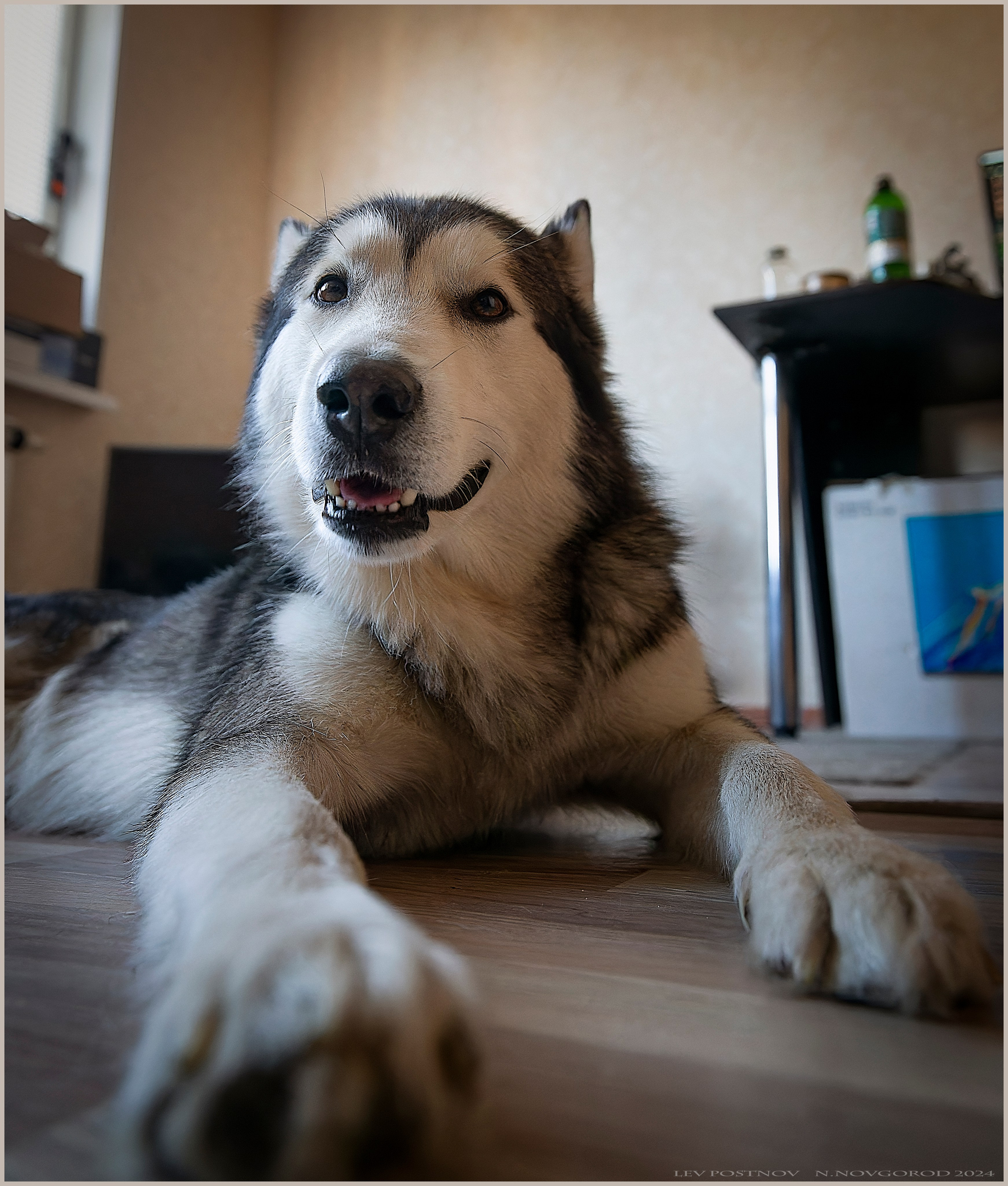 Мои маламуты.Ярик. Лев Постнов.Фотограф. Нижний Новгород