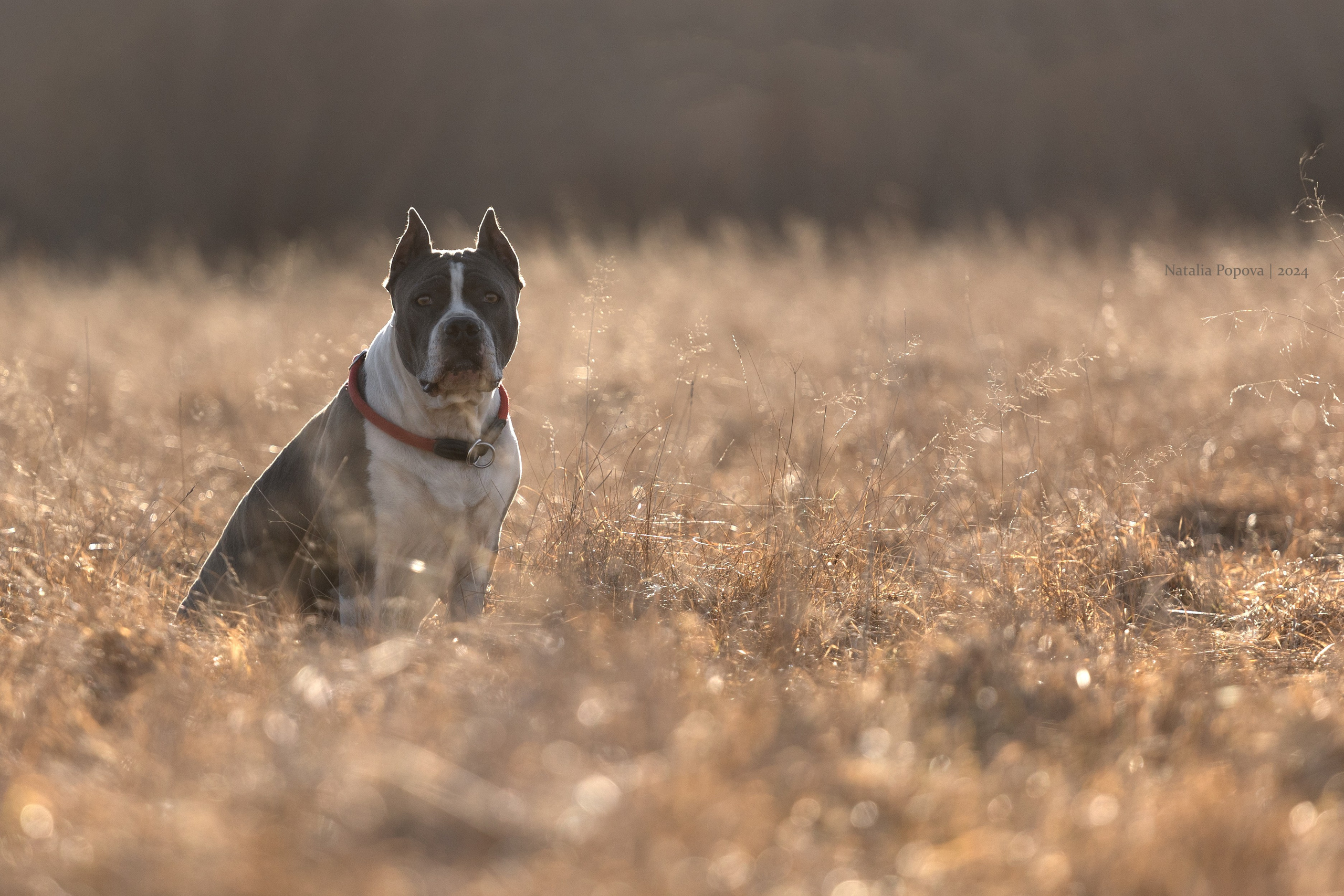 Собаки. Фотограф-анималист|Иркутск