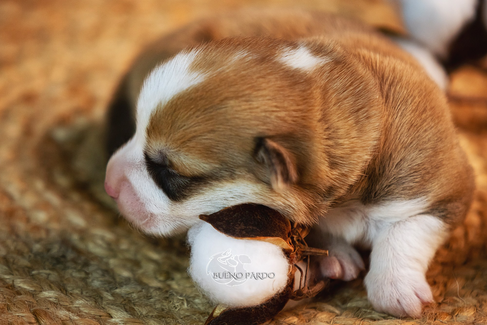 Щенки вельш корги пемброк из питомника. Питомник собак Акита, Хаски, Корги