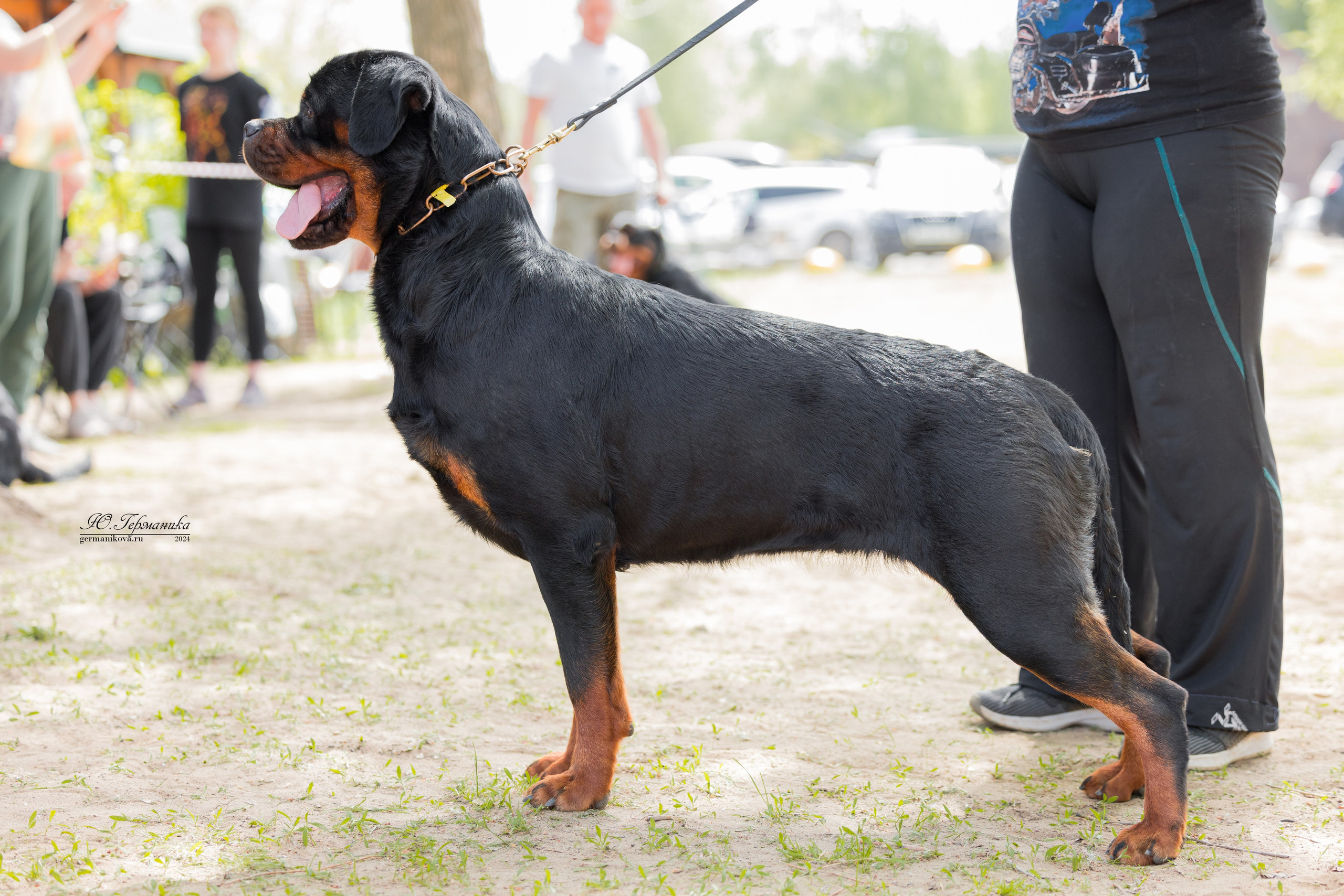 Саратов 2 х моно ротвейлеров 28-29.04.2024. Фотограф-анималист Юлия Германика