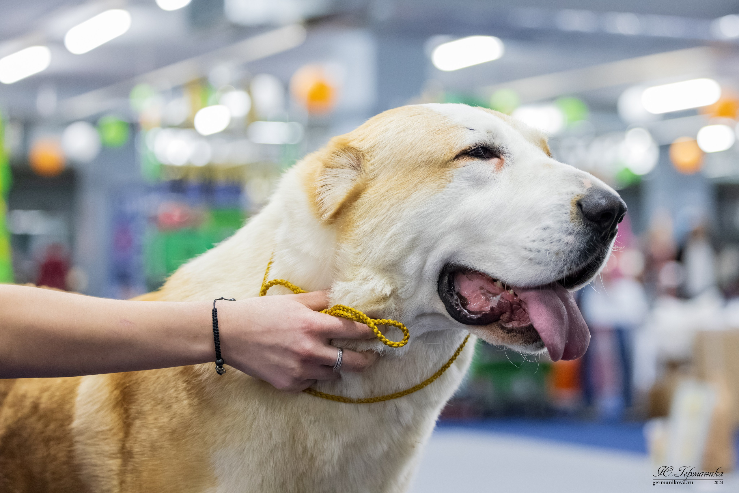 Сфера 08 и 10.03.2024 2хмоно ротвейлеров+2хмоно сао. Фотограф-анималист Юлия Германика