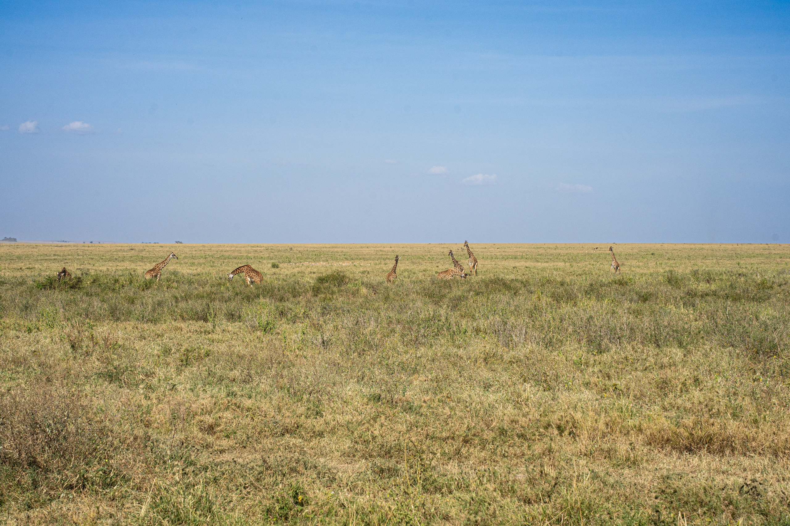 Танзания, сафари, 2025. Творческие сьемки