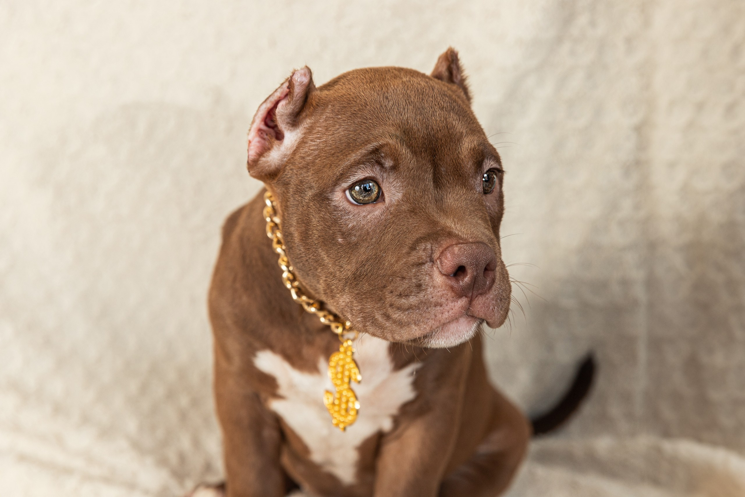 Фотосессия щенков на фонах. Фотограф собак в Краснодаре и Краснодарском крае Суковатых Евгений