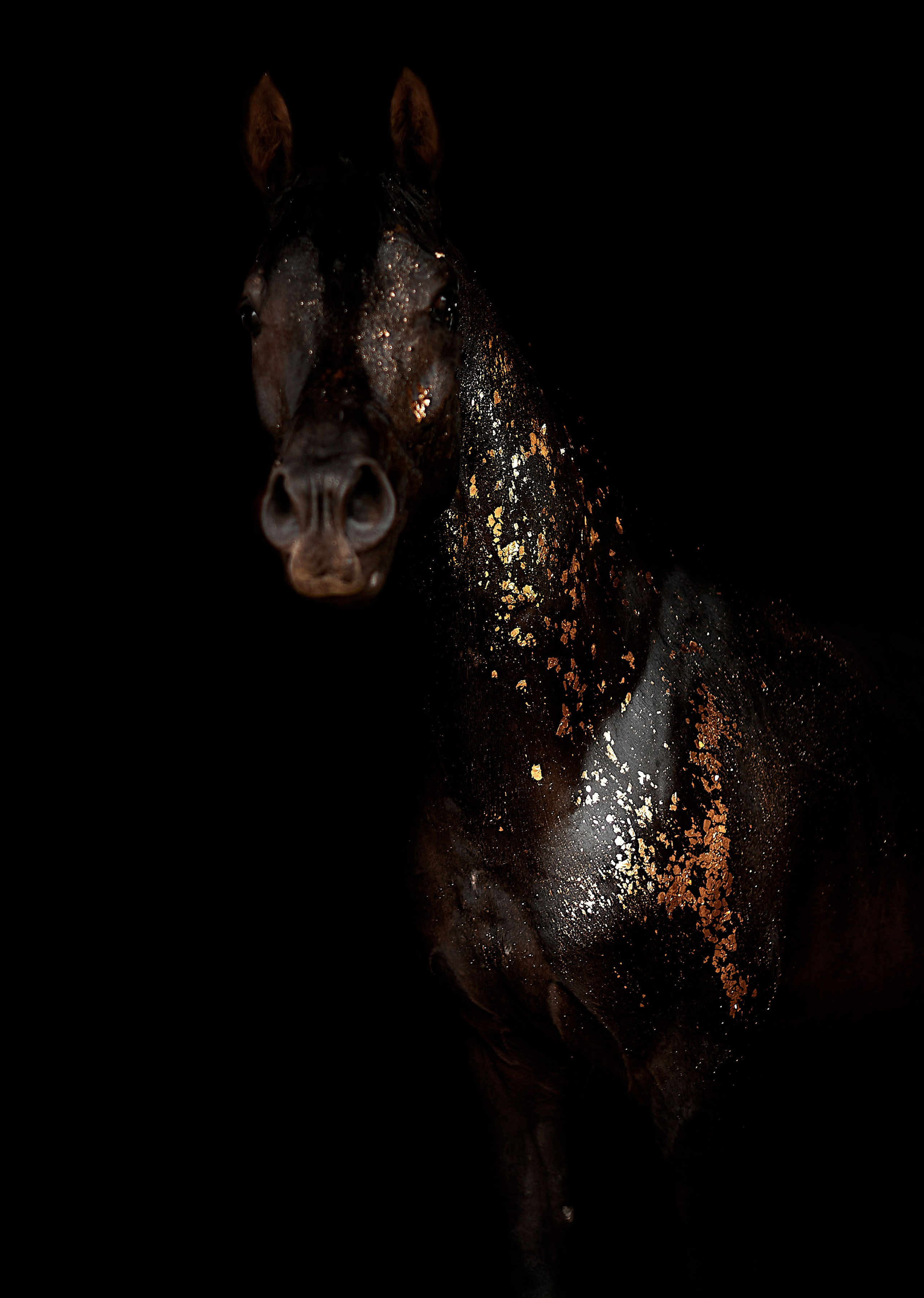 Харакс. Фотограф в Севастополе