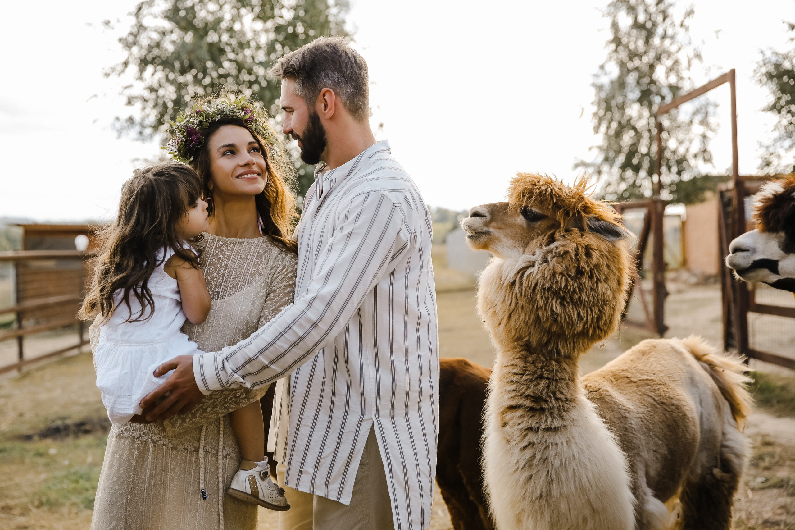 Ферма Альпаков Подмосковье. Фотограф и видеограф Анна Домашенко