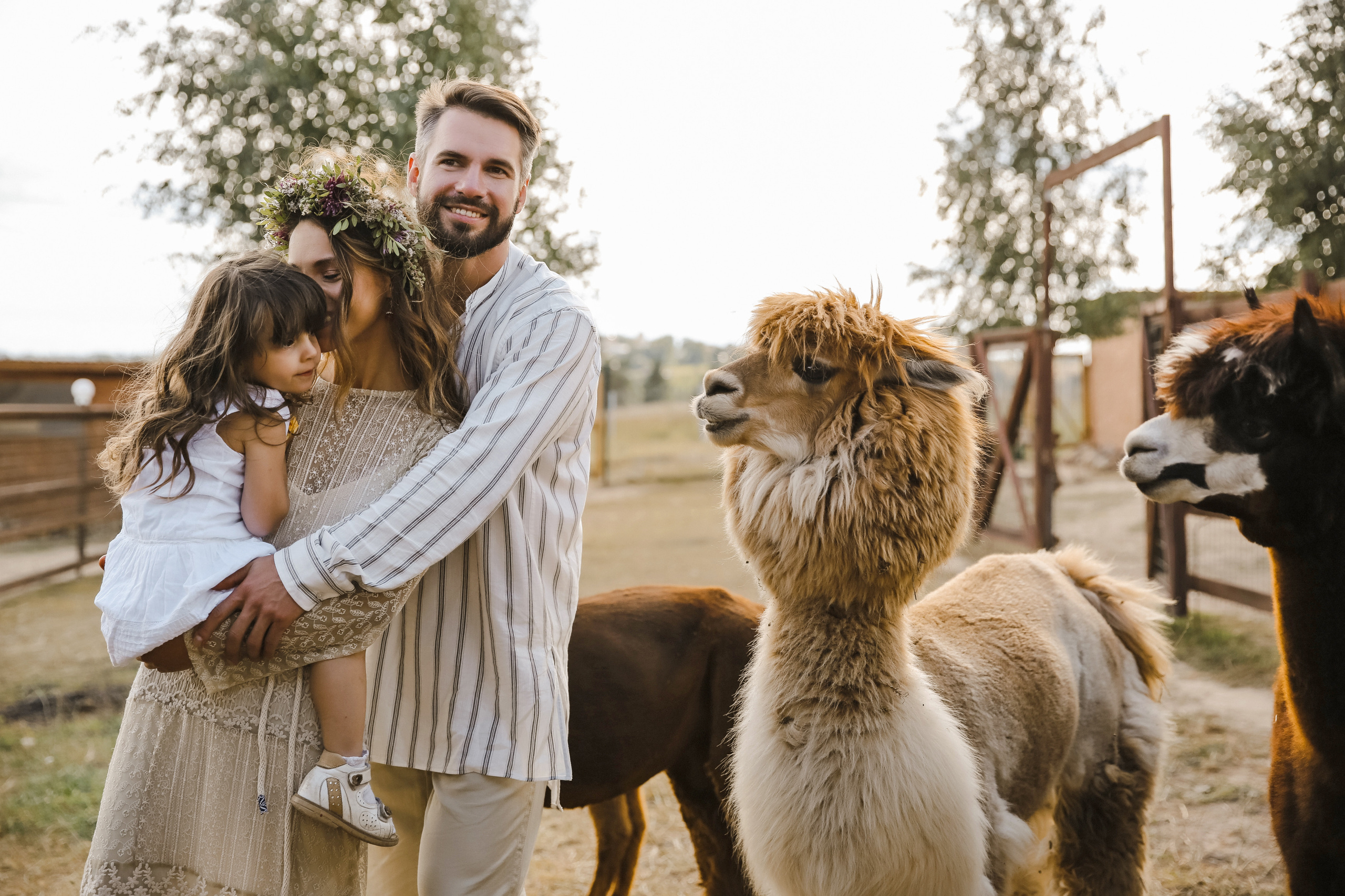 Ферма Альпаков Подмосковье. Фотограф и видеограф Анна Домашенко