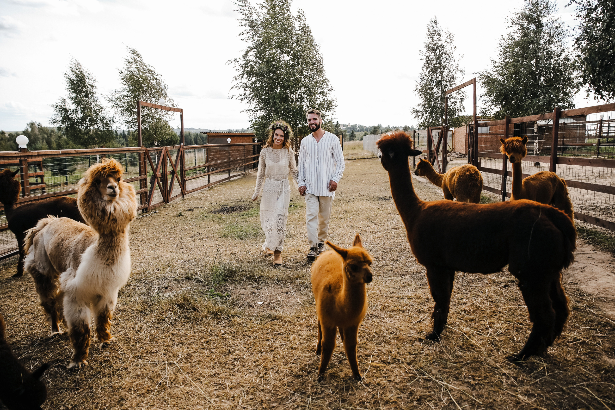 Ферма Альпаков Подмосковье. Фотограф и видеограф Анна Домашенко