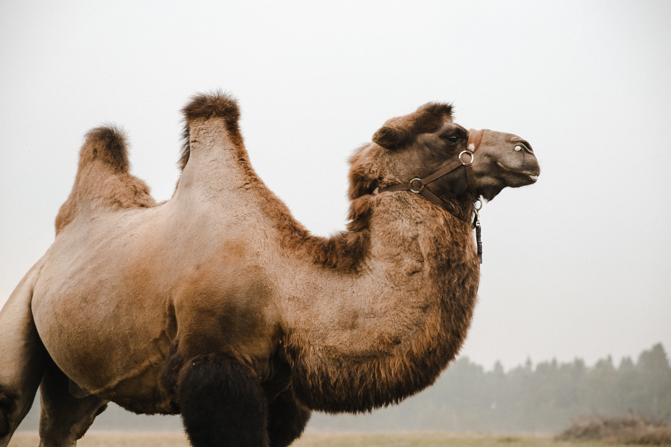 Кирилл и Катя. Фотограф и видеограф Анна Домашенко