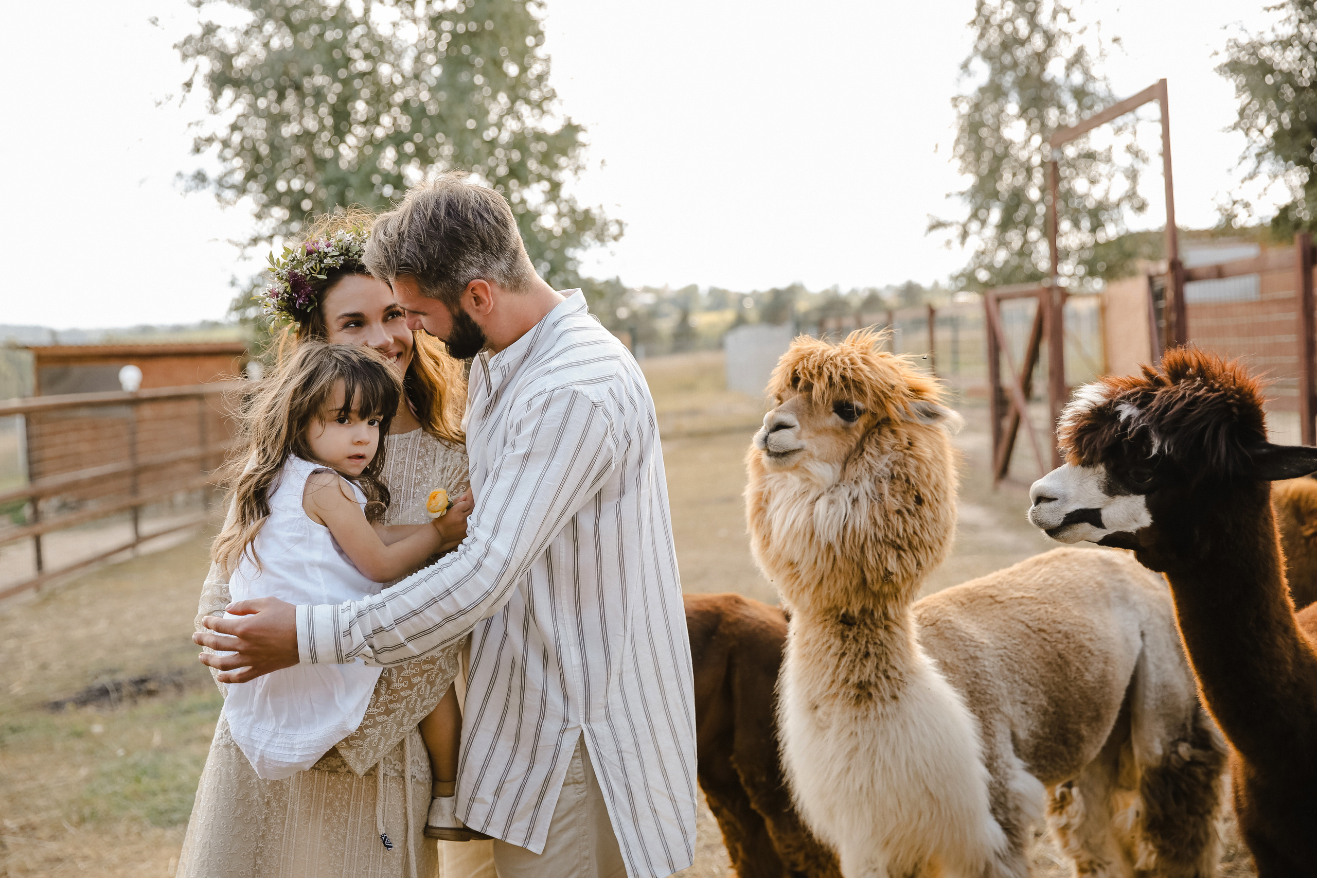 Ферма Альпаков Подмосковье. Фотограф и видеограф Анна Домашенко
