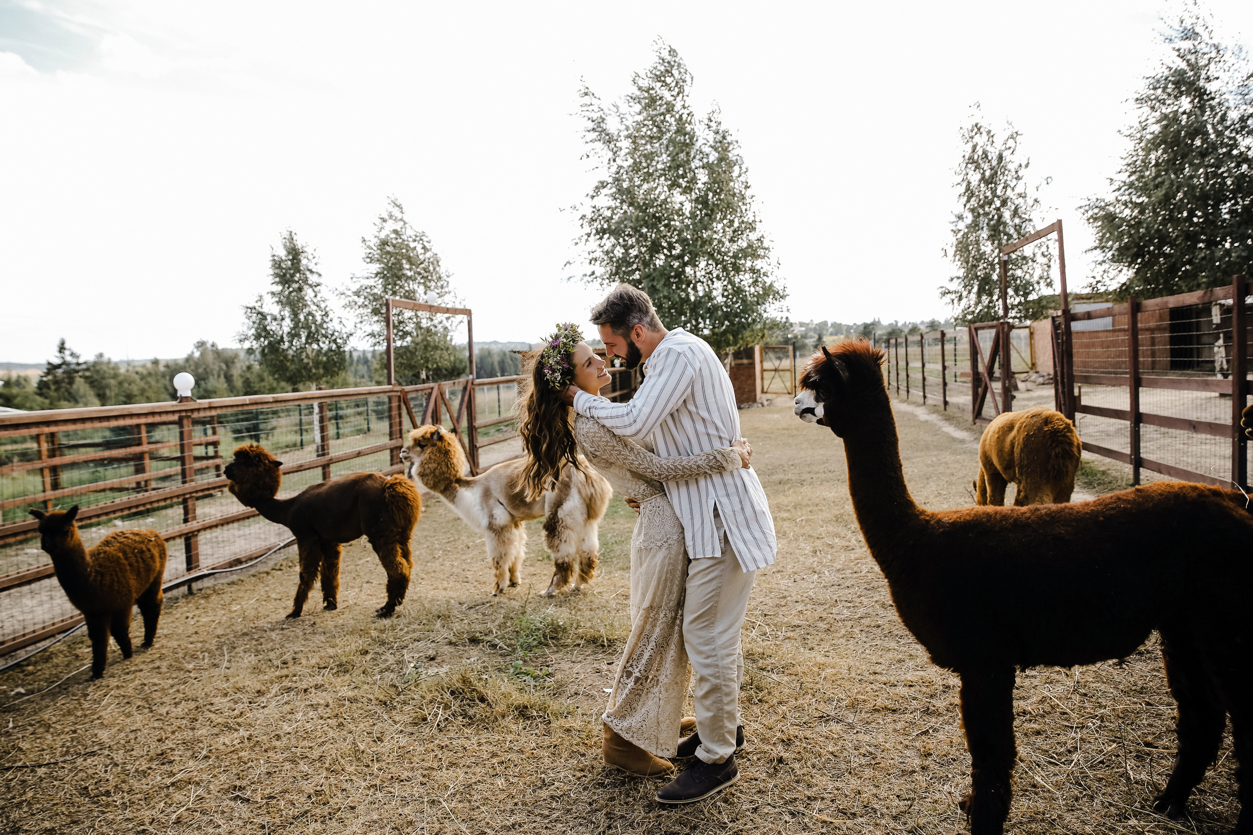 Ферма Альпаков Подмосковье. Фотограф и видеограф Анна Домашенко