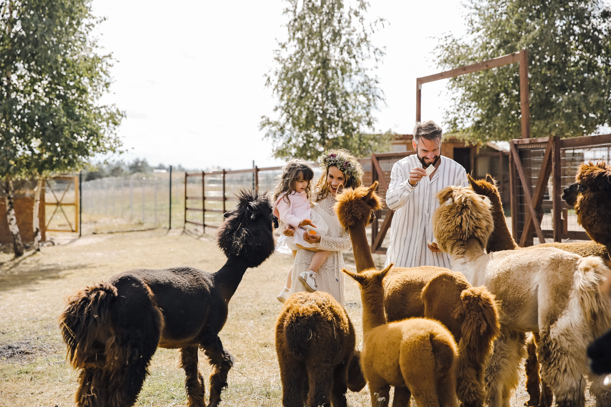 Ферма Альпаков Подмосковье. Фотограф и видеограф Анна Домашенко
