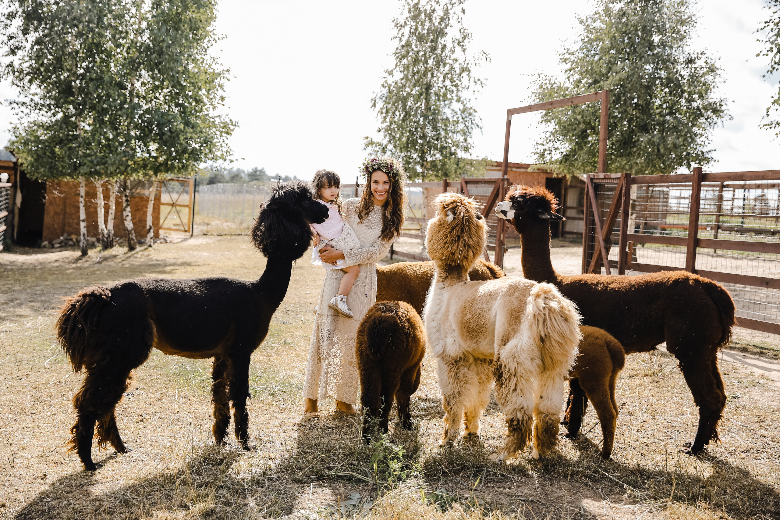 Ферма Альпаков Подмосковье. Фотограф и видеограф Анна Домашенко