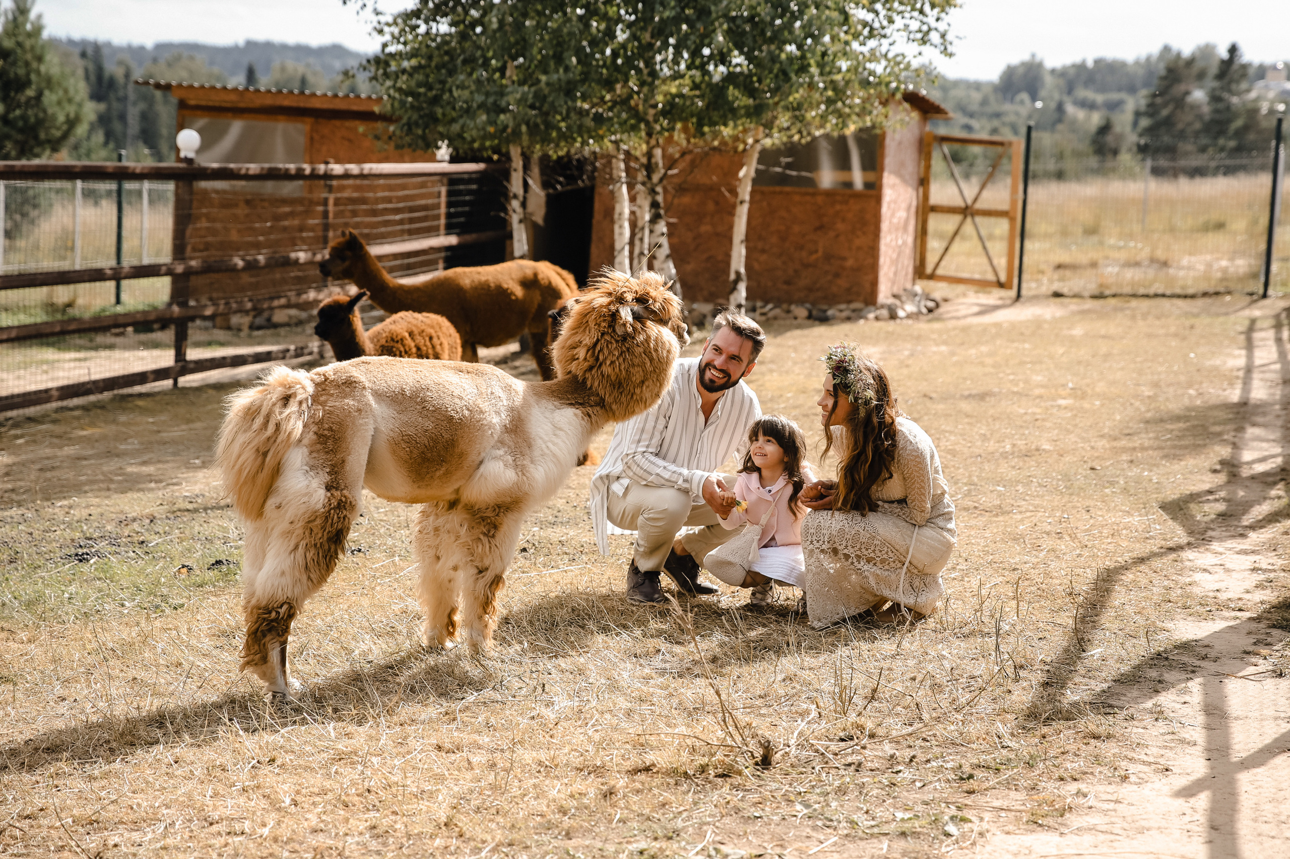 Ферма Альпаков Подмосковье. Фотограф и видеограф Анна Домашенко