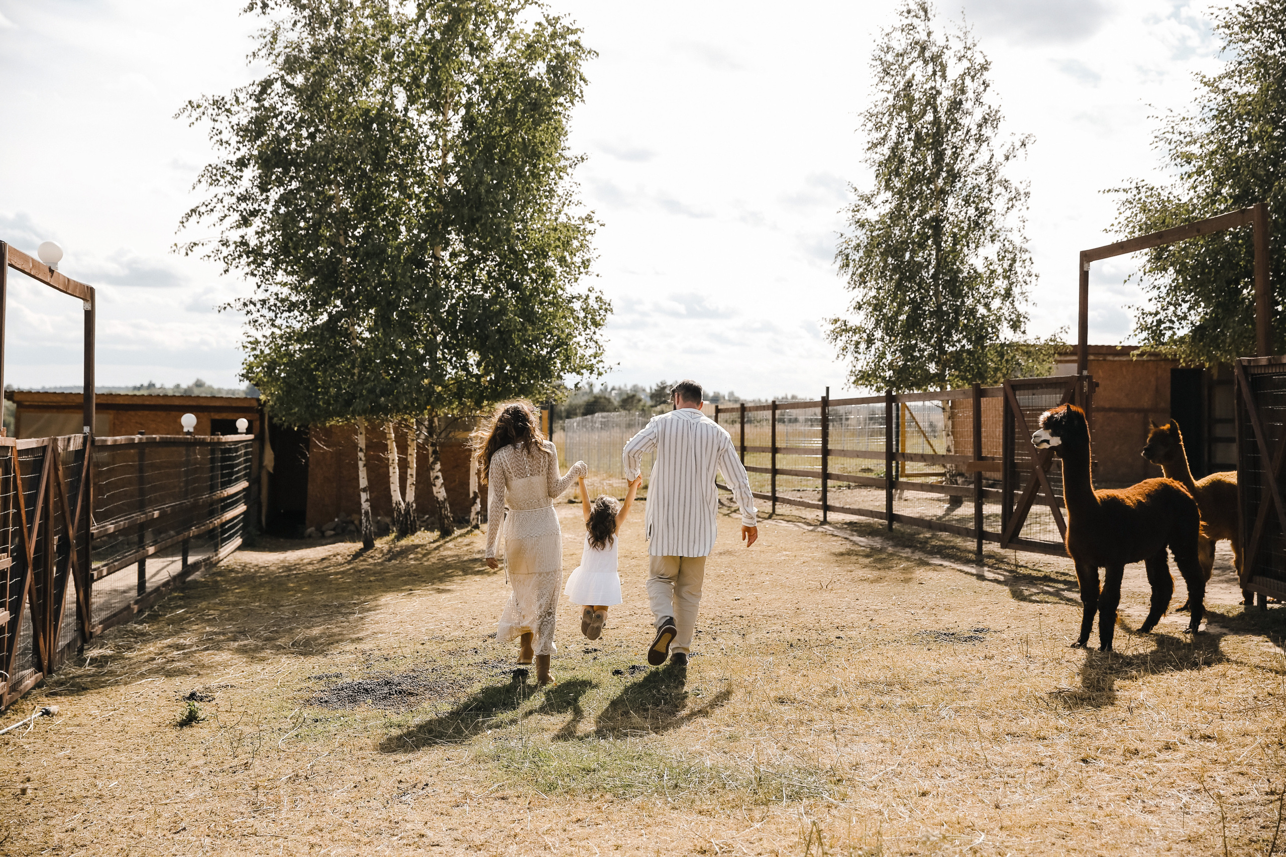 Ферма Альпаков Подмосковье. Фотограф и видеограф Анна Домашенко