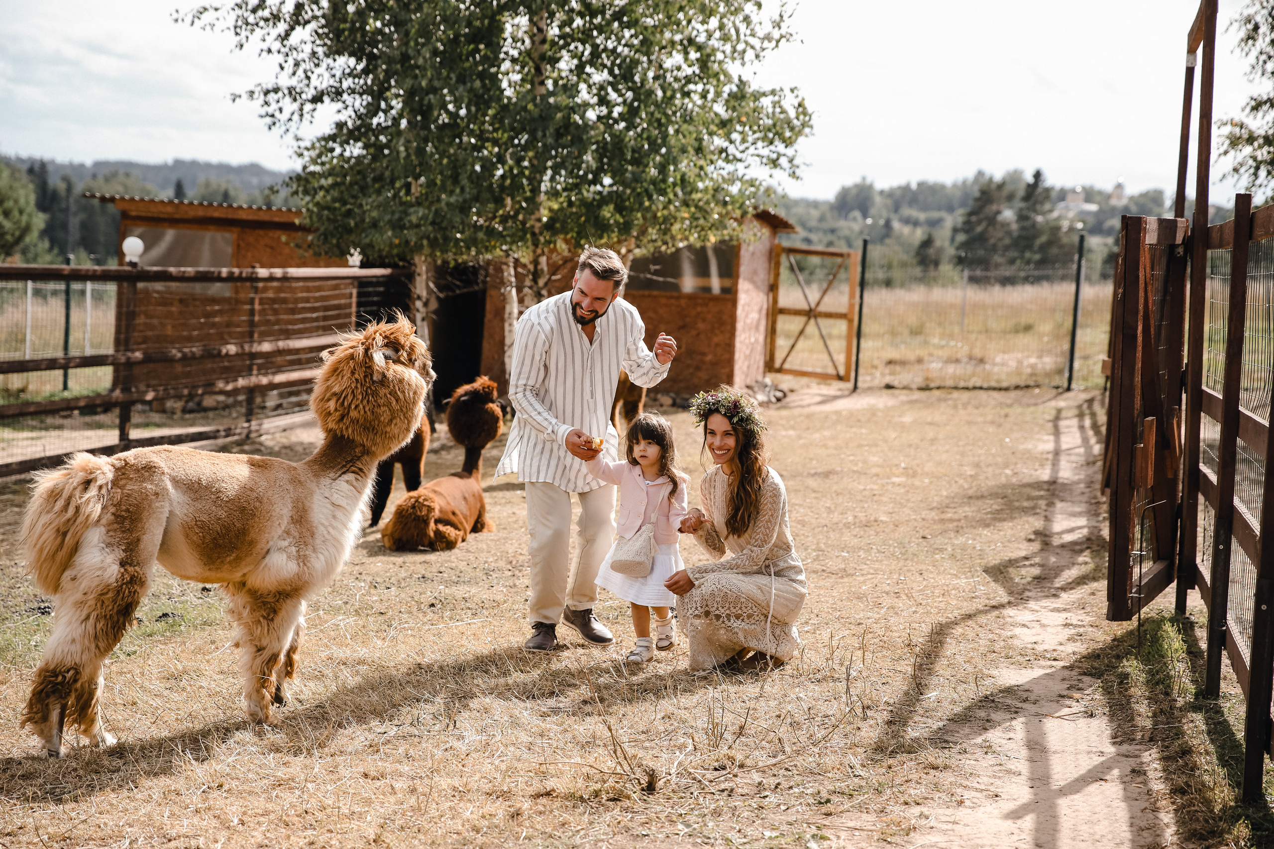 Ферма Альпаков Подмосковье. Фотограф и видеограф Анна Домашенко