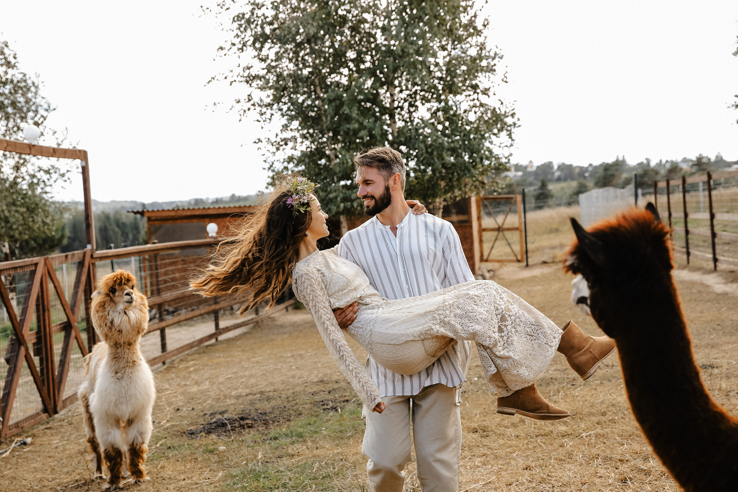 Ферма Альпаков Подмосковье. Фотограф и видеограф Анна Домашенко