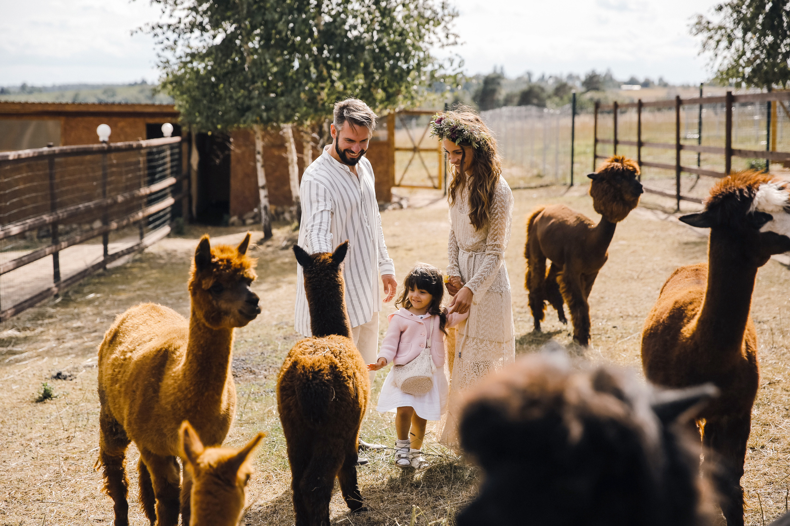 Ферма Альпаков Подмосковье. Фотограф и видеограф Анна Домашенко