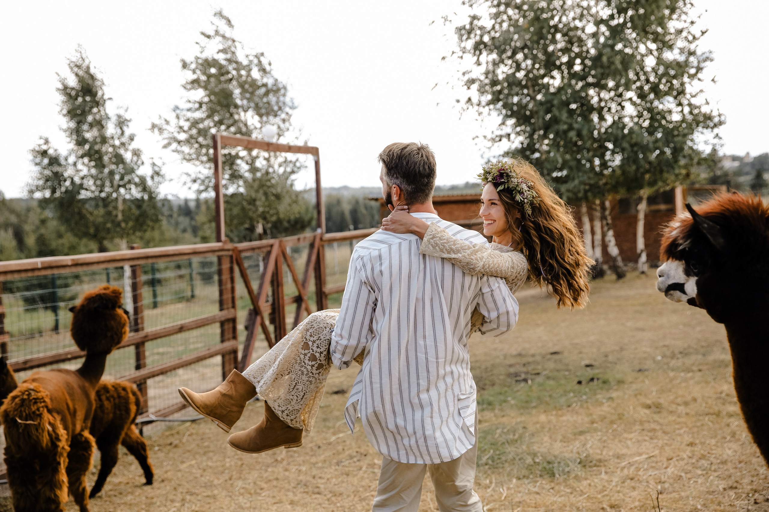 Ферма Альпаков Подмосковье. Фотограф и видеограф Анна Домашенко