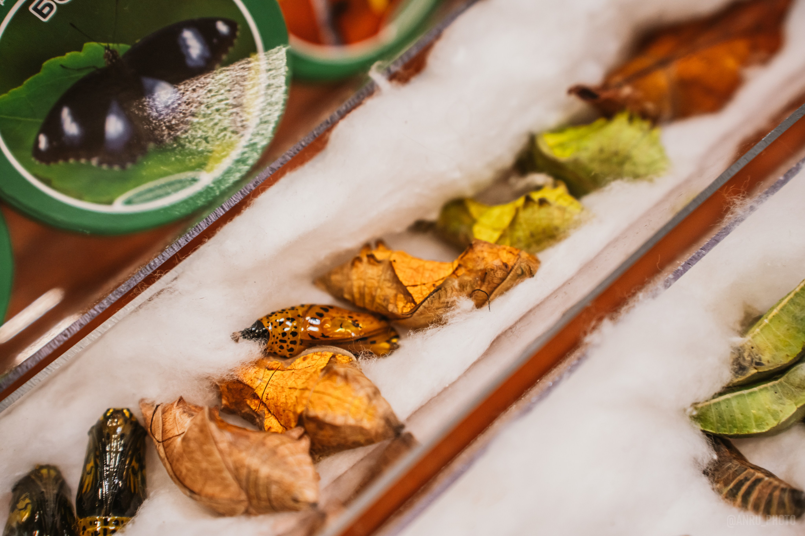 Рептилиум. Репортажный фотограф Анастасия Рубцова