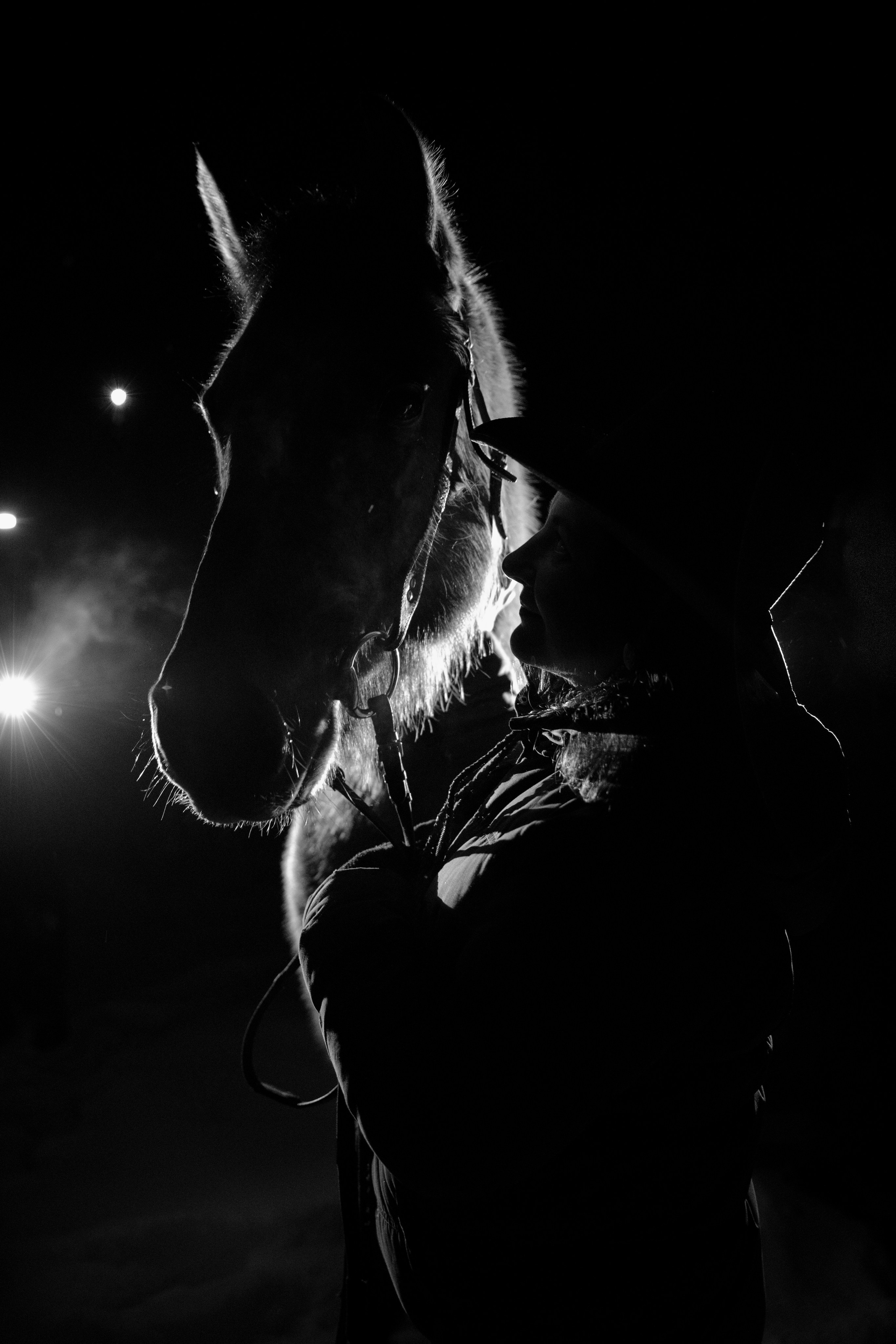 Фотосессии с лошадьми