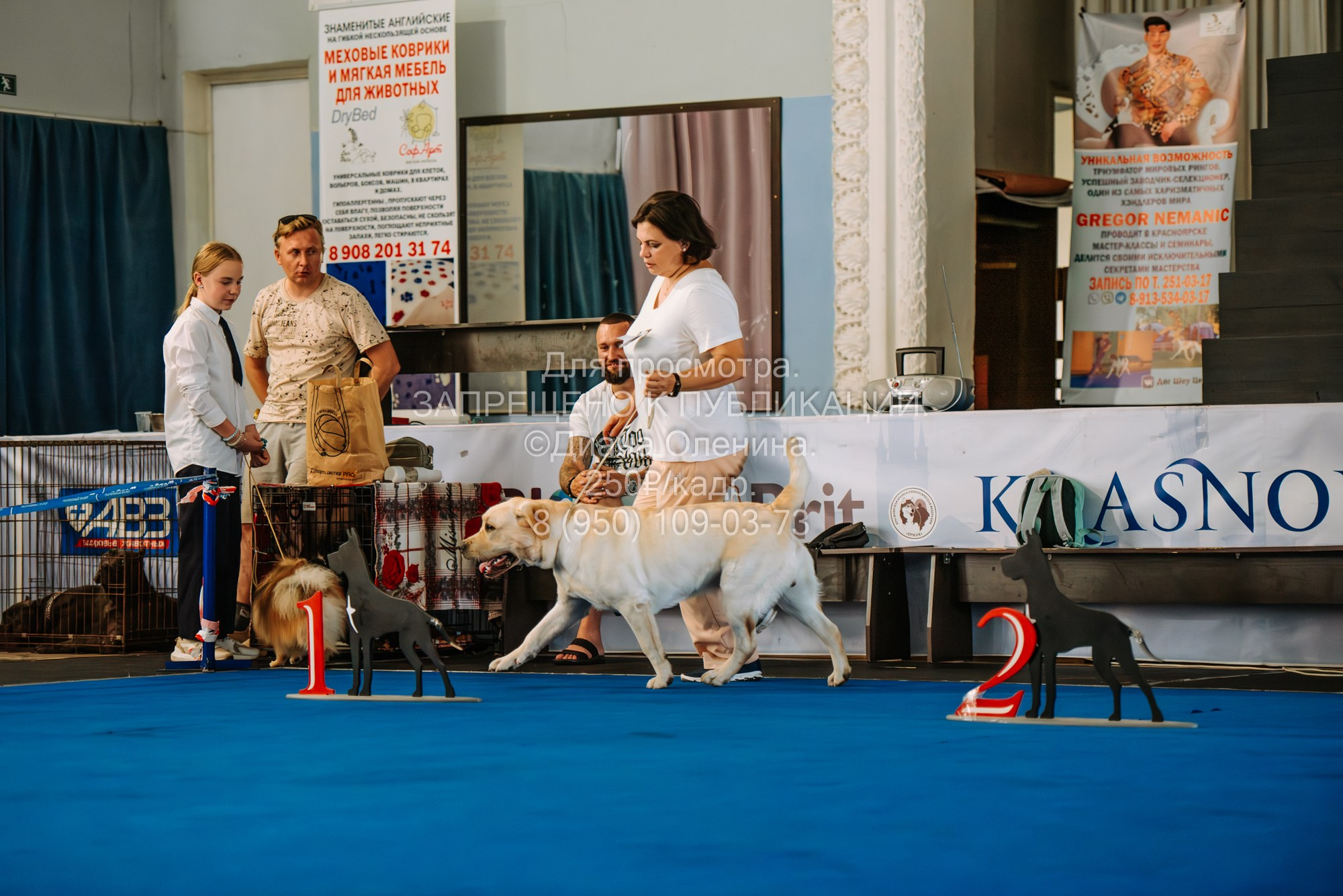 Национальная выставка собак всех пород ранга САС-IKU «Кубок Красноярск. Фотограф Диана Оленина Красноярск / Братск