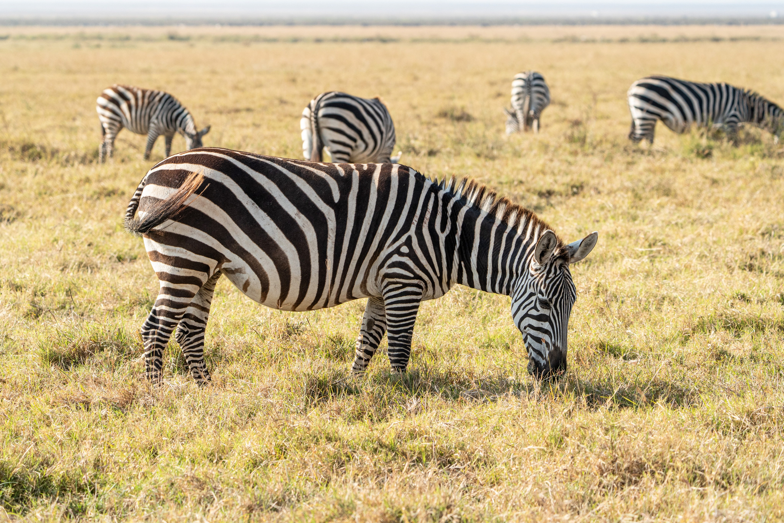 Танзания, сафари, 2025. Творческие сьемки