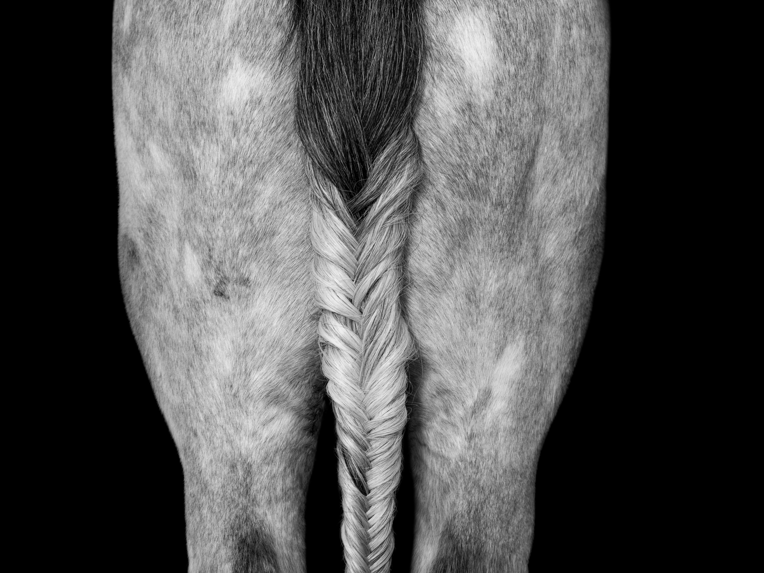 Портрет лошади, лошадь, конь, фото лошади, фотография лошади, конный фотограф, съемка лошадей, фотограф лошадей, конная фотография, конный фотограф, конный фотограф в спб, профессиональный фотограф спб, фотограф спб, ахалтекинец, рысак, спортивная лошадь, конный клуб, фотосессия с лошадьми, тракененская лошадь, тяжеловоз, лошадь, хвост коня, конский волос, хвост лошади, красивое фото лошадей