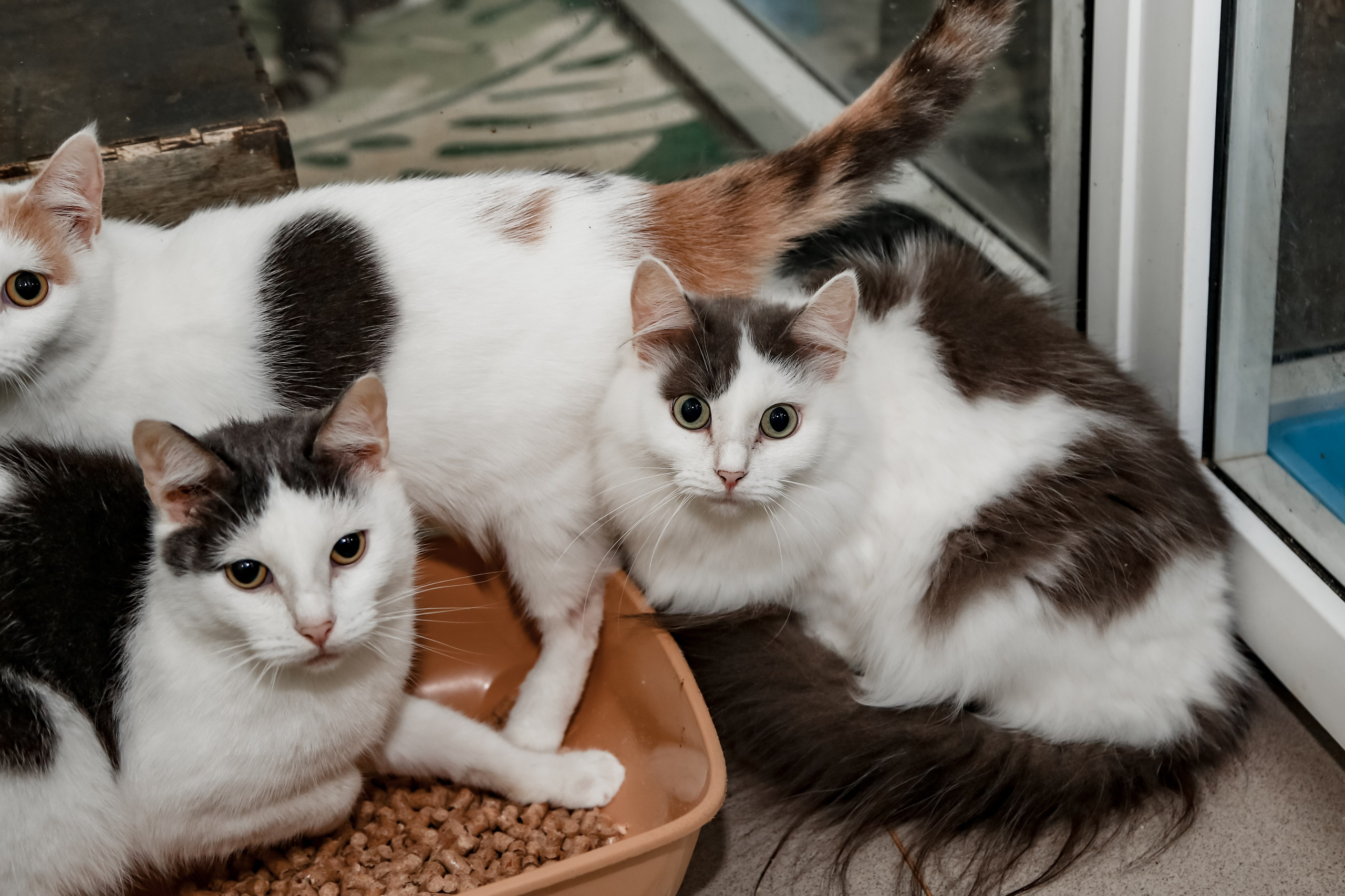 Приют Кошкин Дом Филимоша. Ваш фотограф в Оренбурге Рощупкина Екатерина