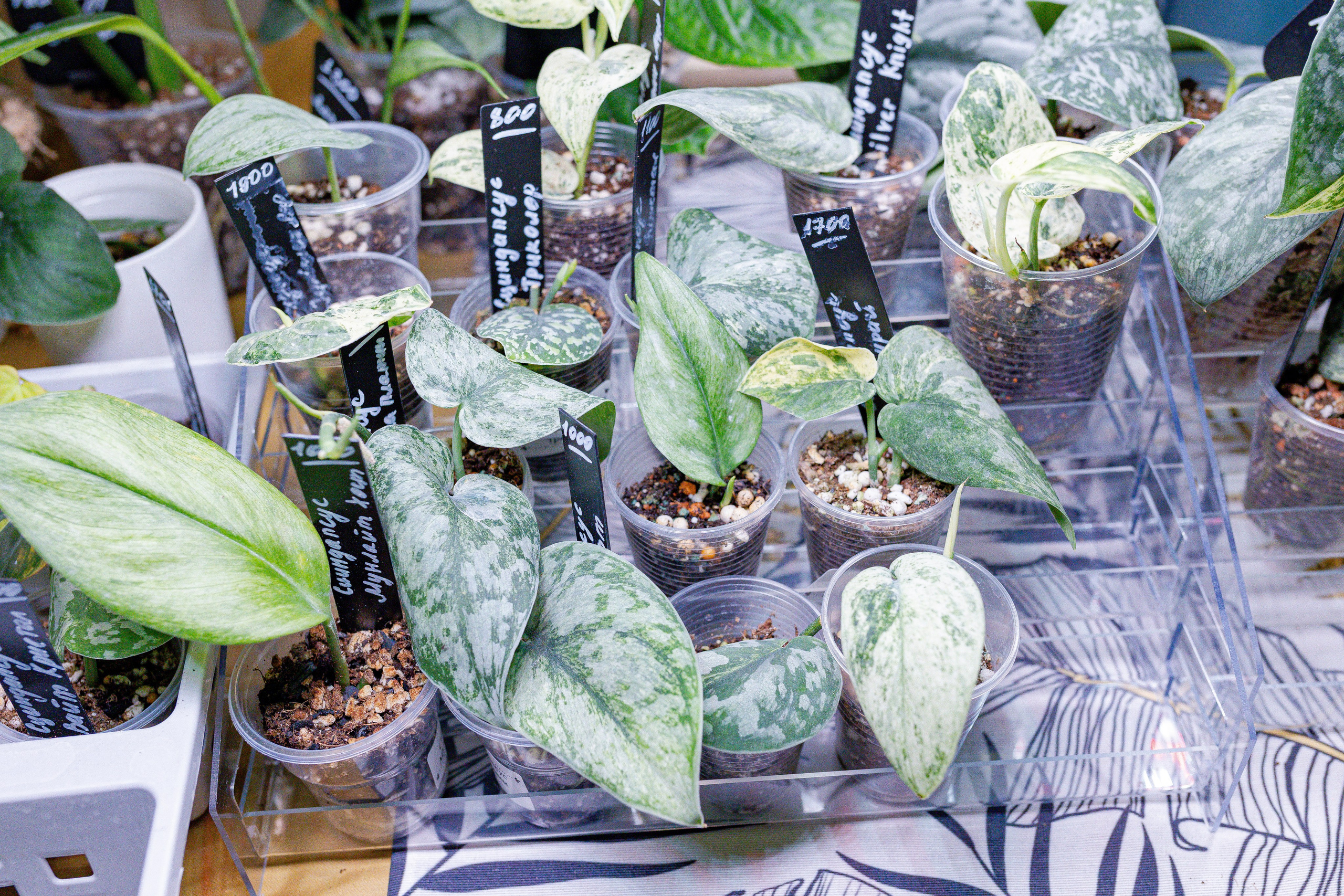 Growbox 1–2 марта. Александра Куликова фотограф, Москва