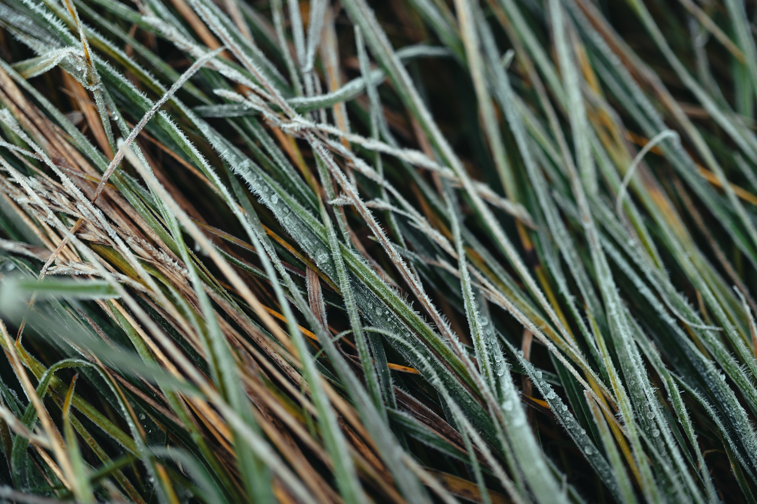 Карелия. Komonev