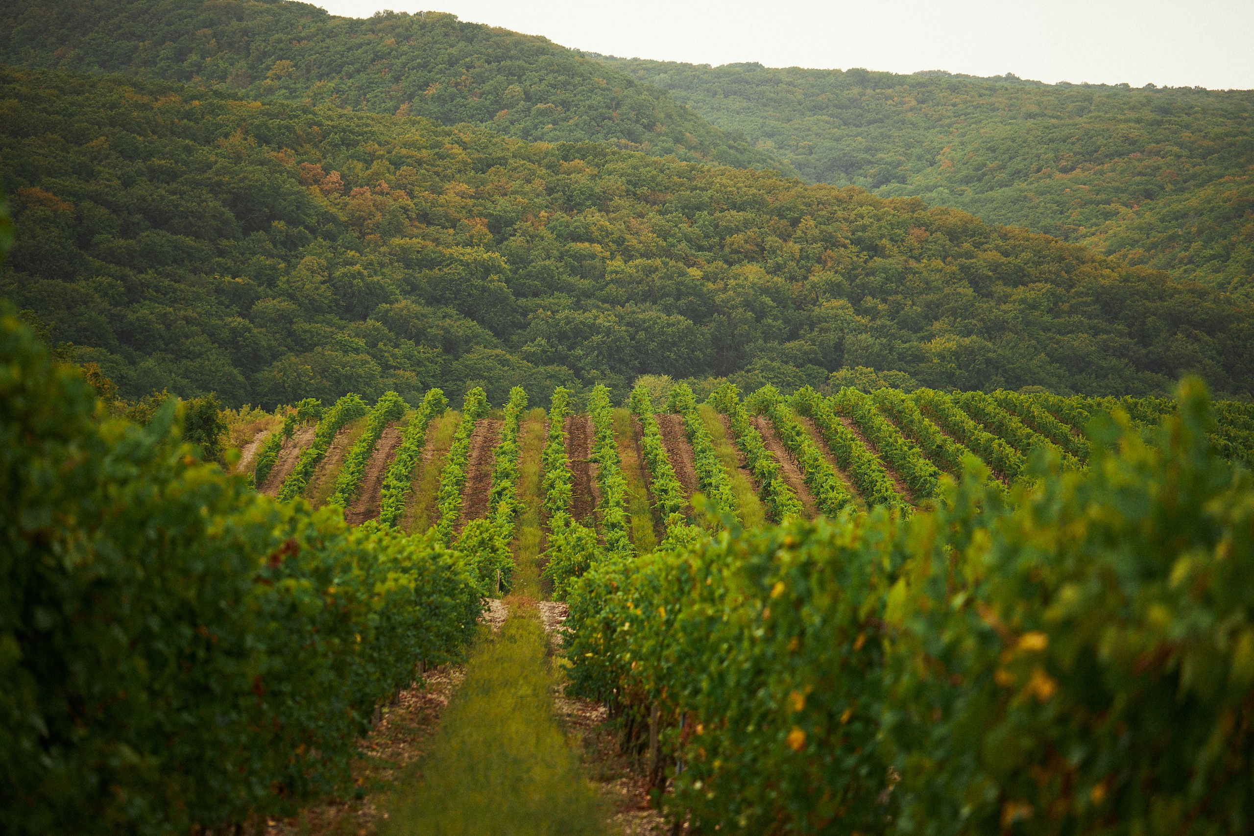 Galitsky & Galitsky. ПОЧЕМУ? СТУДИЯ