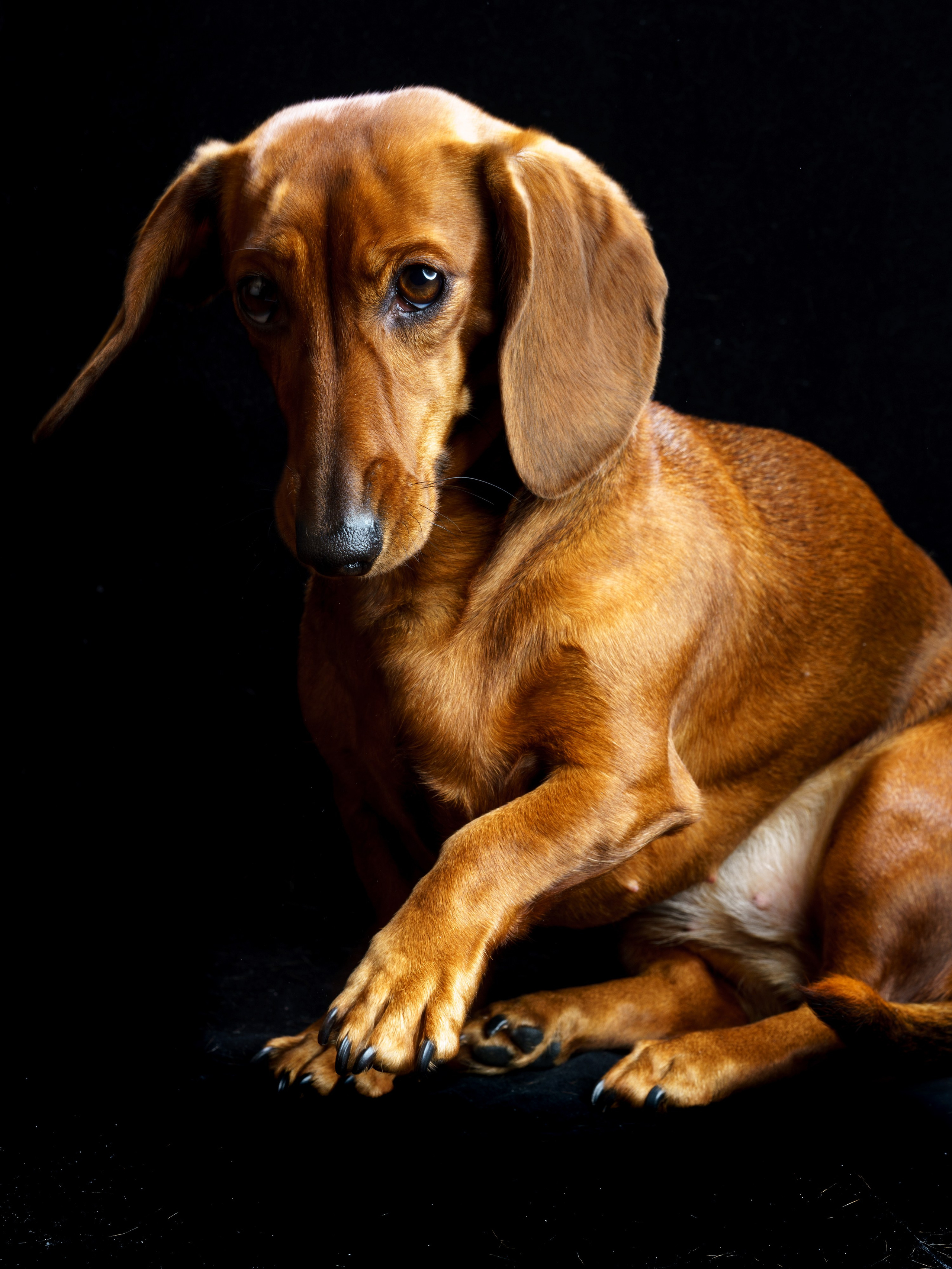 Съемки с животными. КЕД Студия-контент агентство полного цикла СПБ. Создаём фото, видео и контент, который помогает брендам и селлерам продавать больше