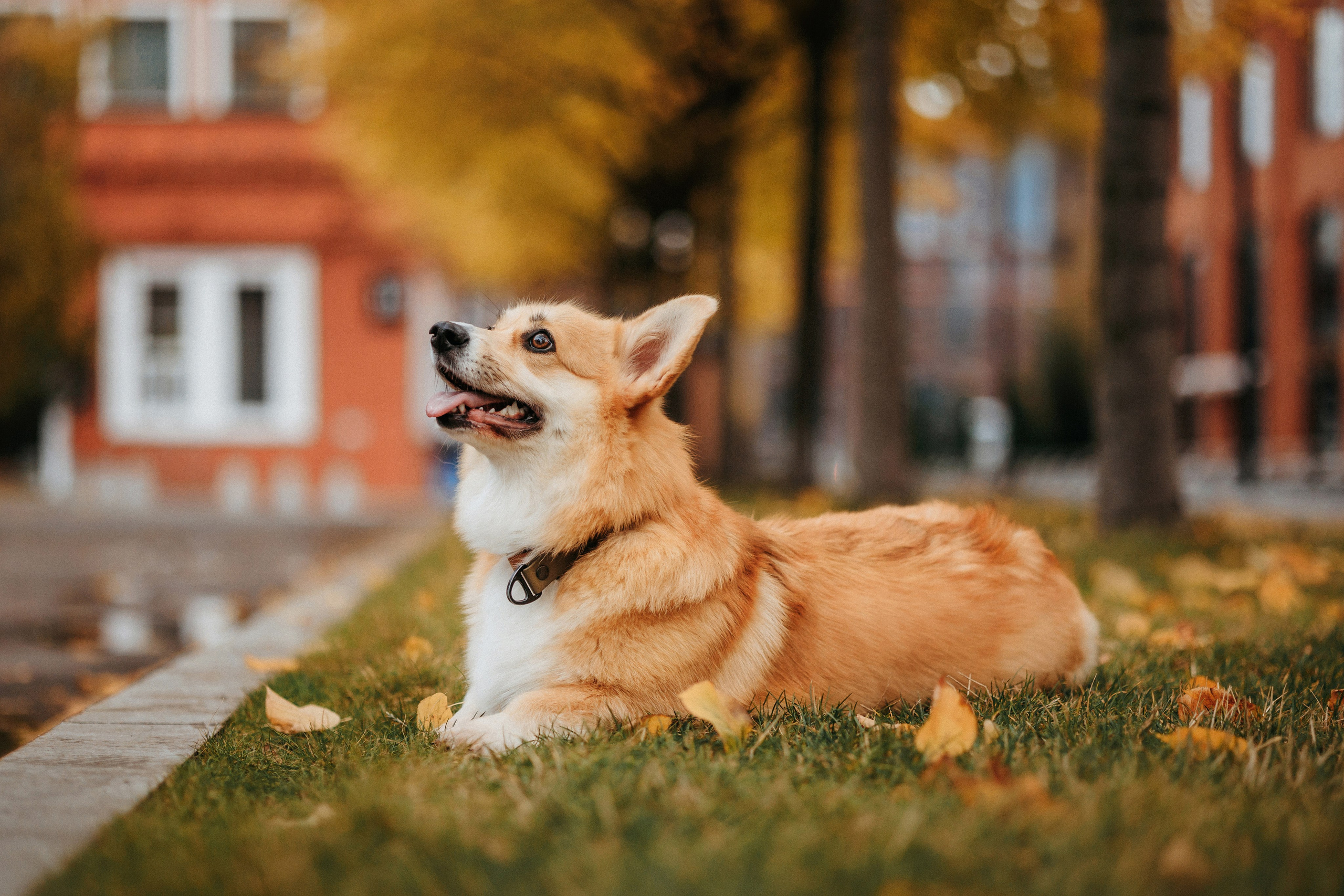 Вера, Саша и Муна. Фотограф-анималист Елена Радченко, Москва