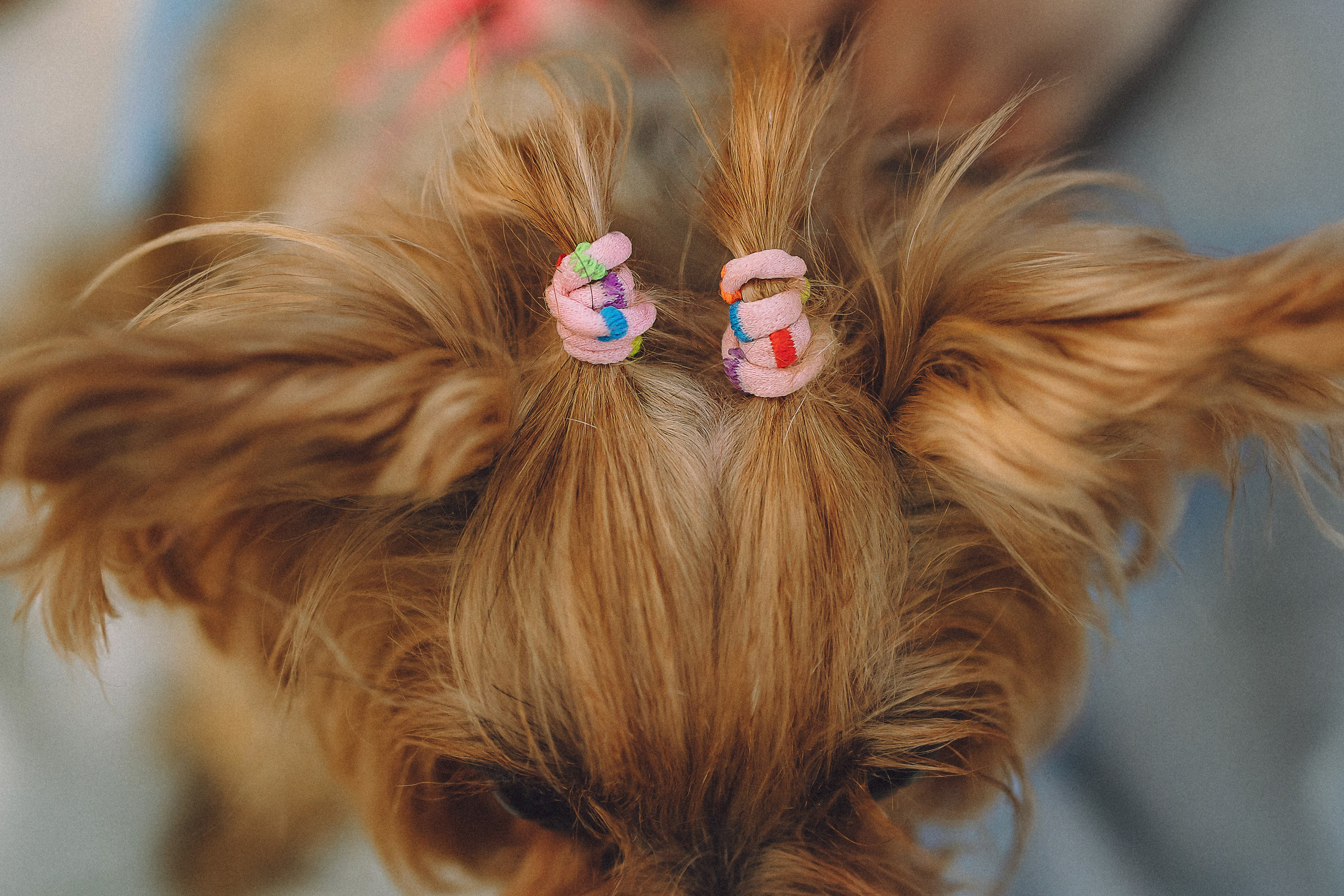 Даша и Дэзи