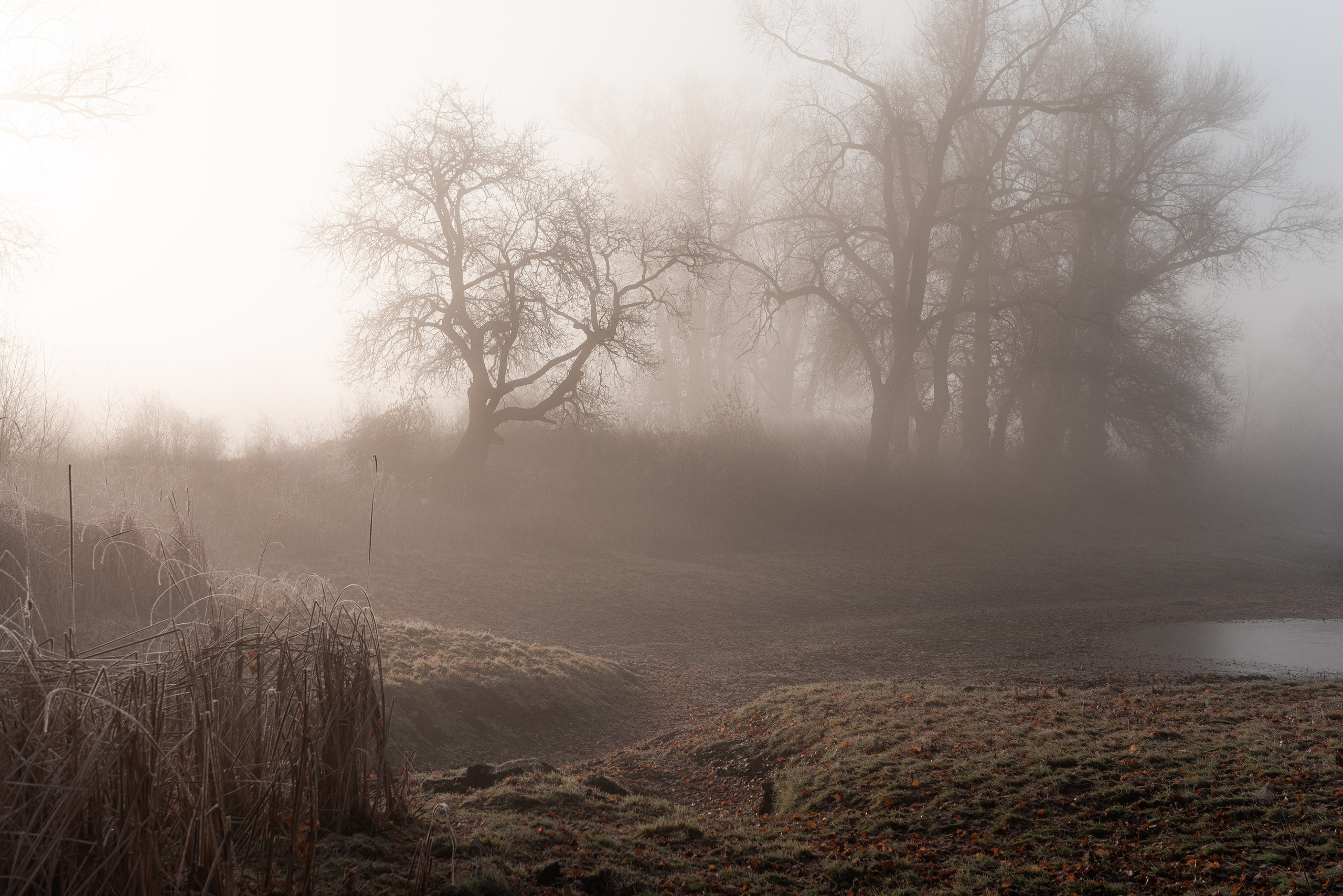 Фотографии утреннего тумана под Волжским. Фотограф в Волгограде и Волжском Александр Горбань