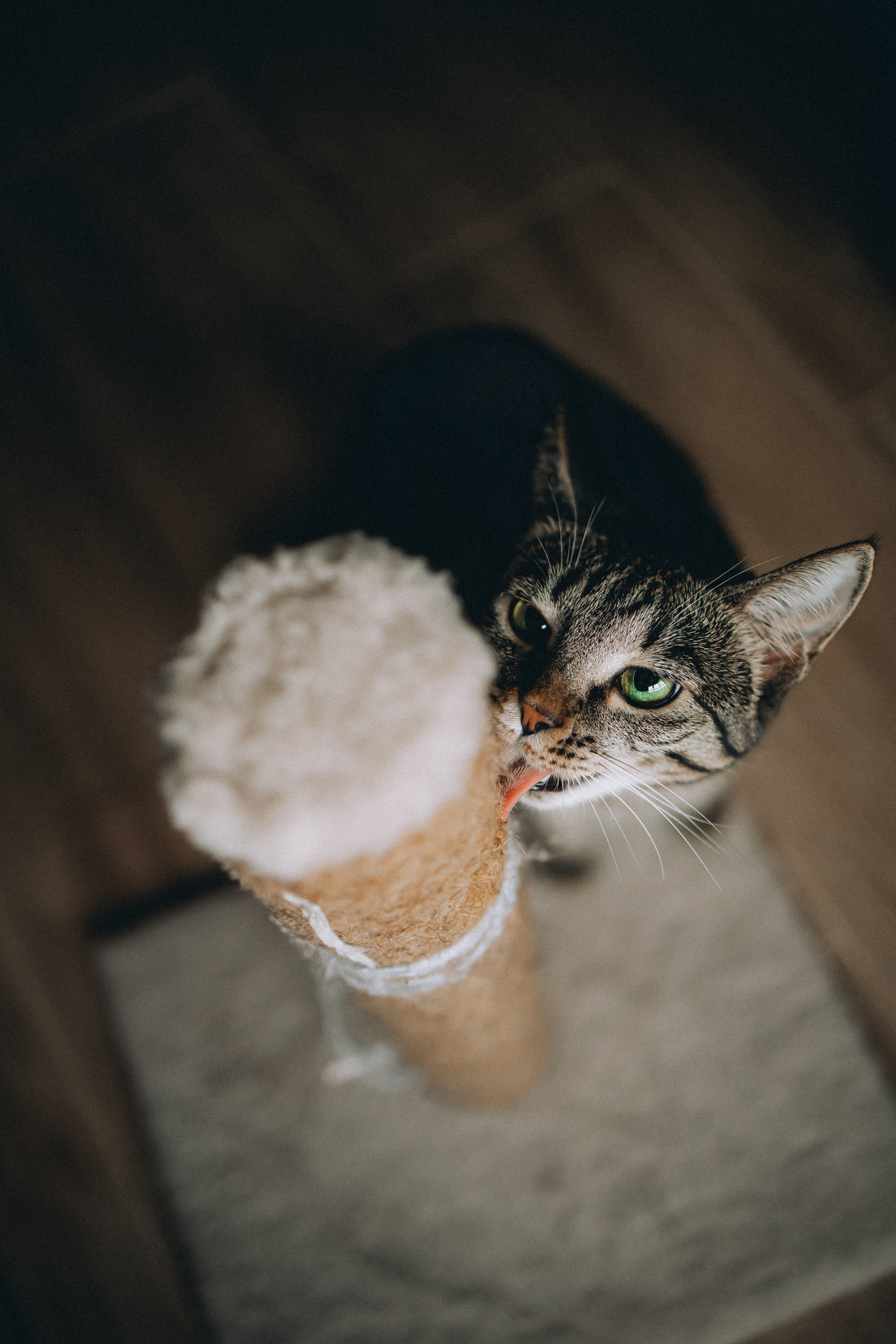 Рыся, Кепа и их семья