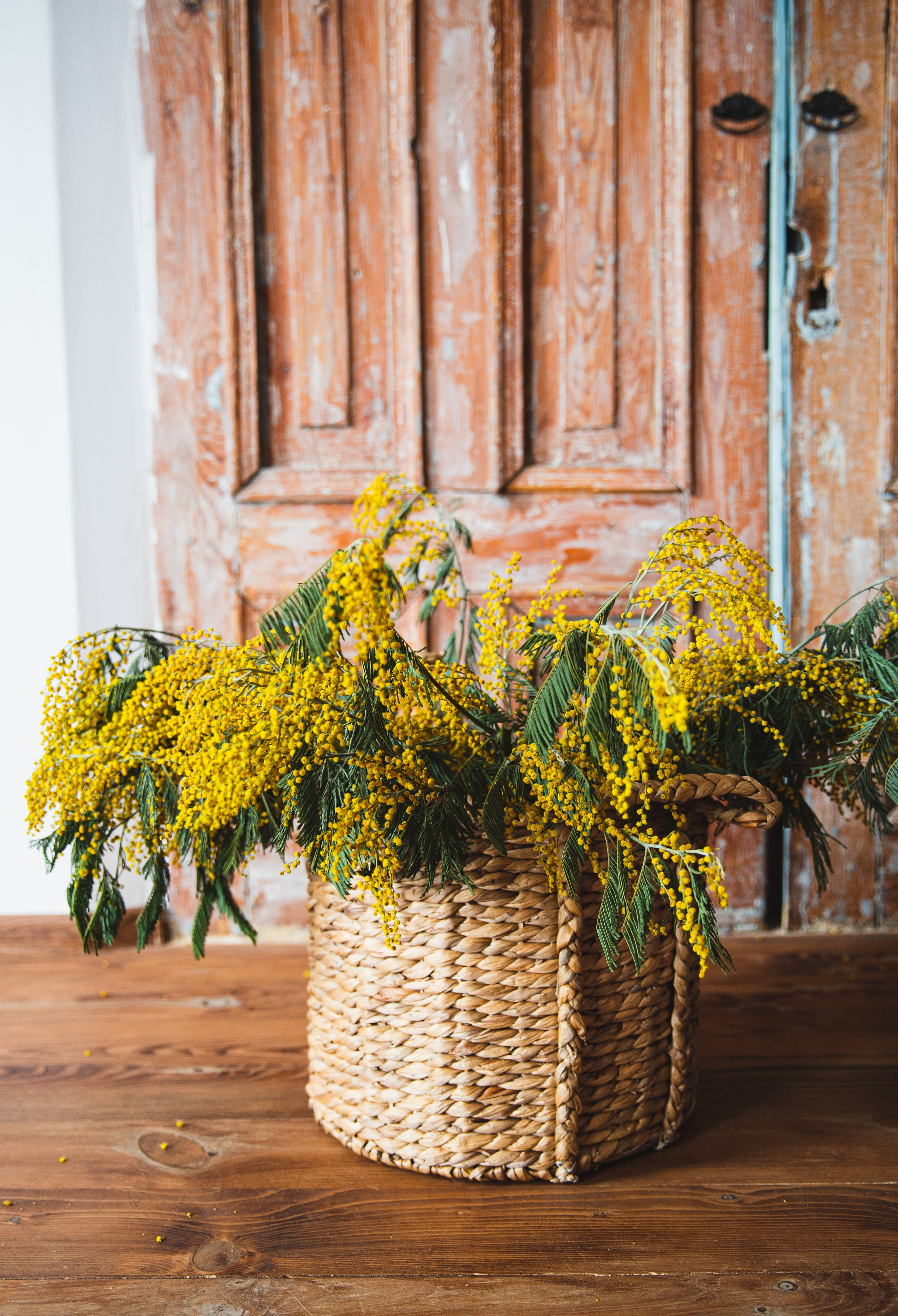 МИМОЗА. Портретный фотограф в Краснодаре Надежда Елынко