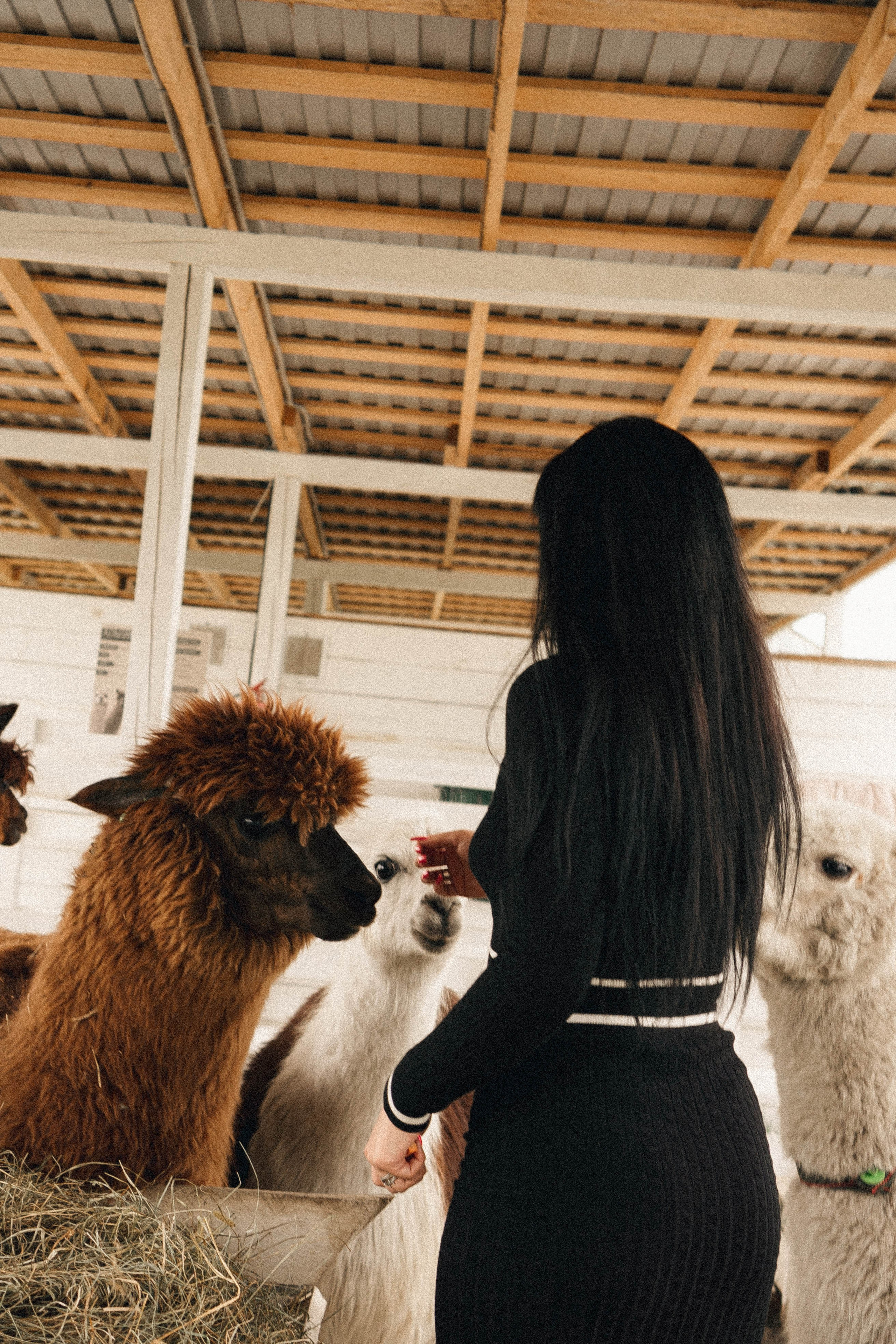 Ферма Альпак. Профессиональный фотограф, Санкт-Петербург — Виктория Богомолова