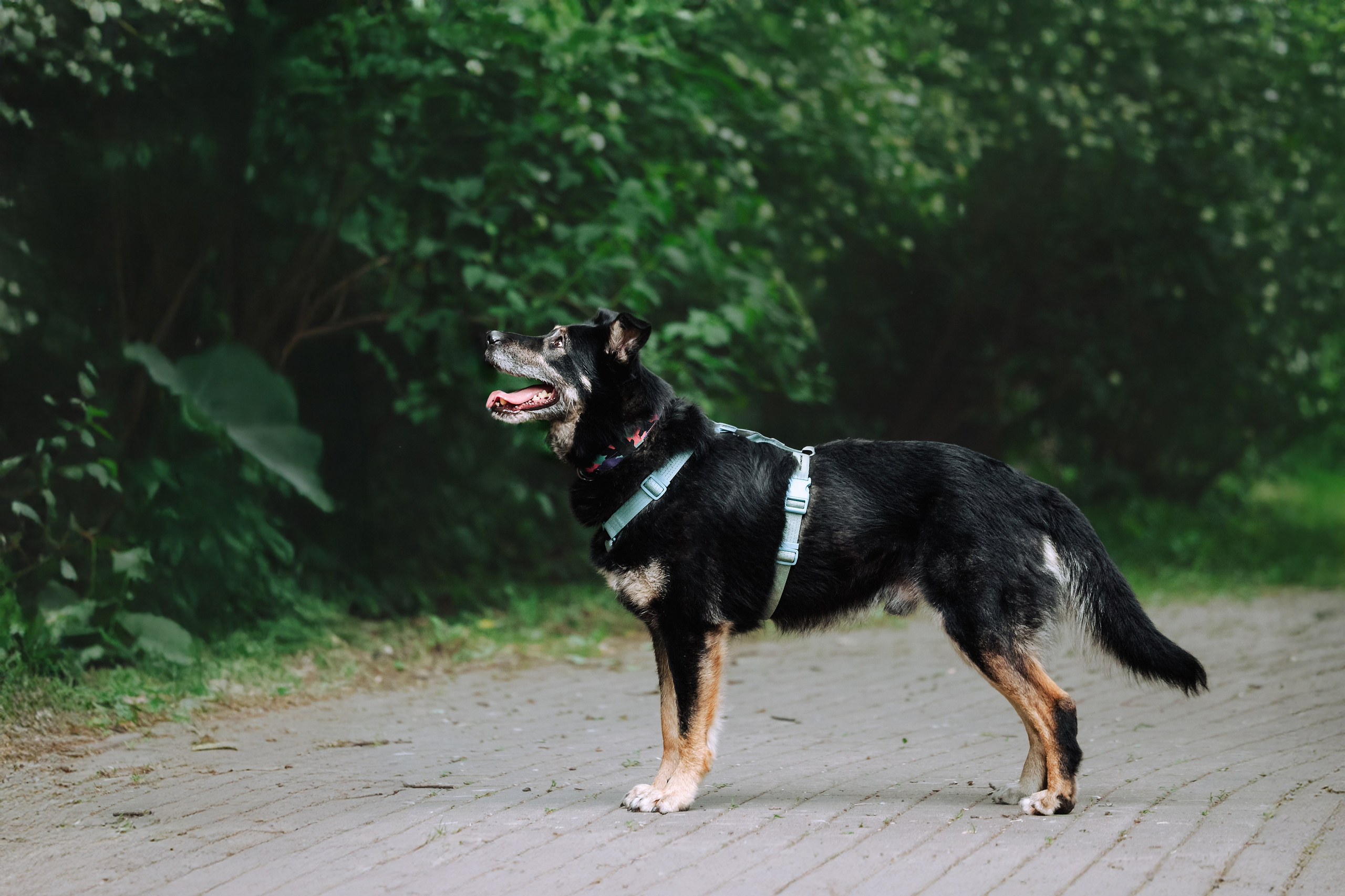 Собаки из приюта Дубовая роща лето 2025. Фотограф-анималист Татьяна Степанова