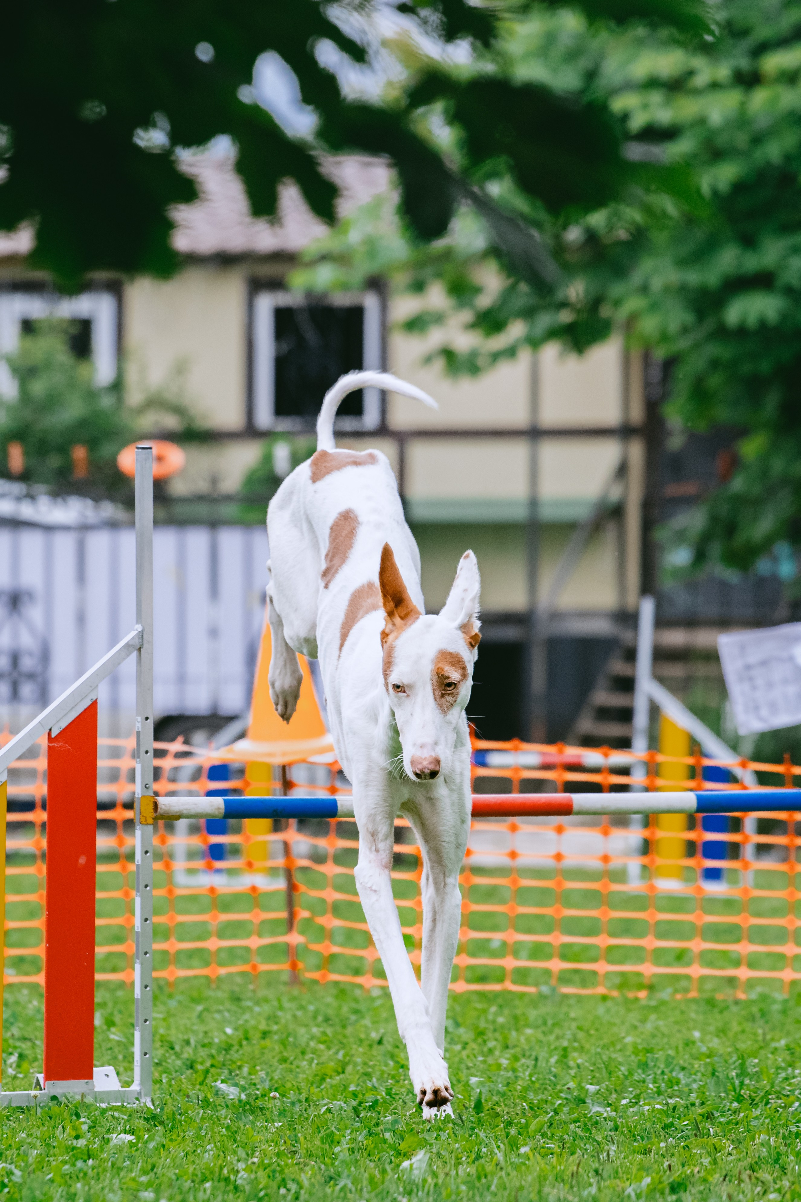 Соревнования по аджилити Долгопрудный 30.06.2025. Фотограф-анималист Татьяна Степанова